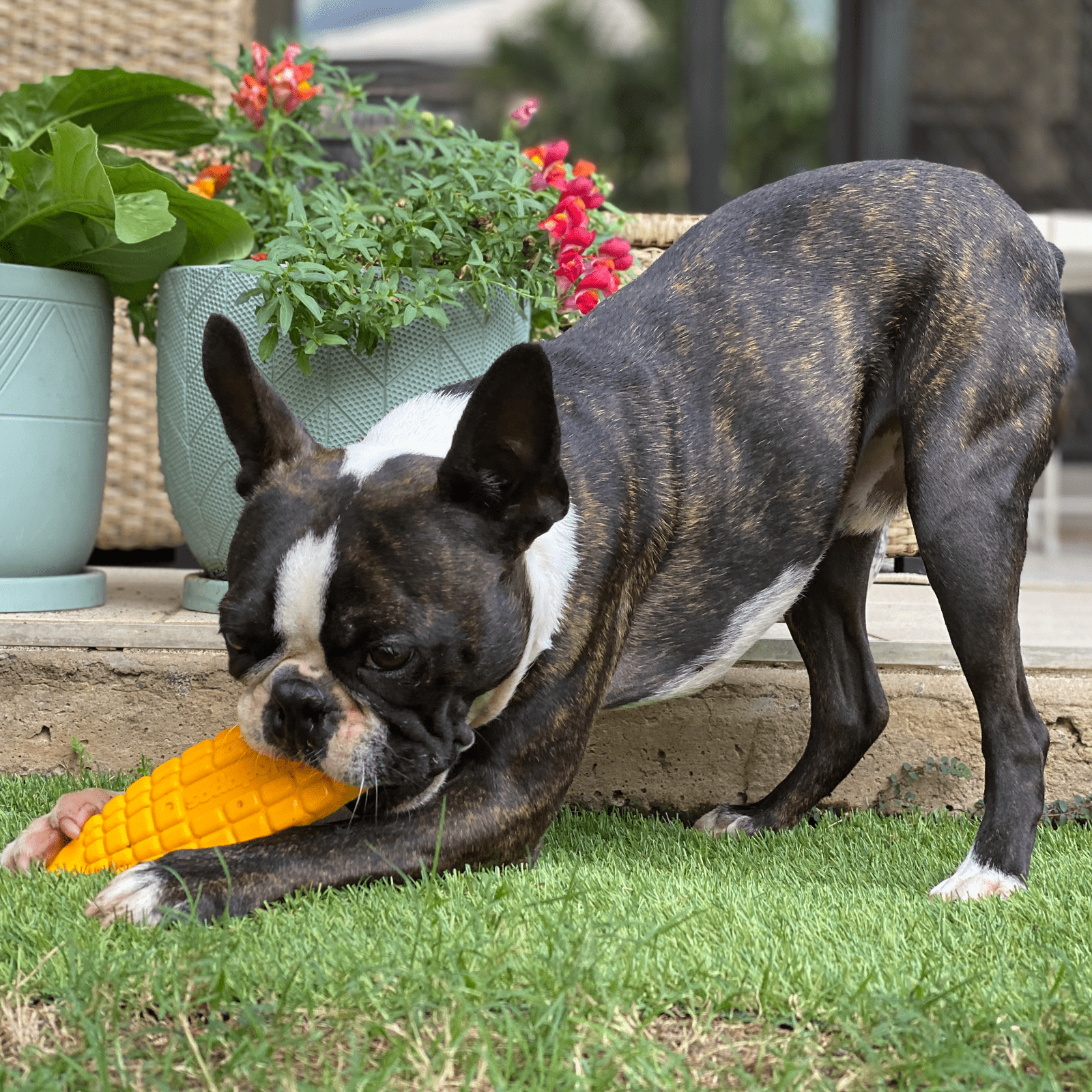 Nylon Corn On The Cob-Chew Toy-Rover Pet Products
