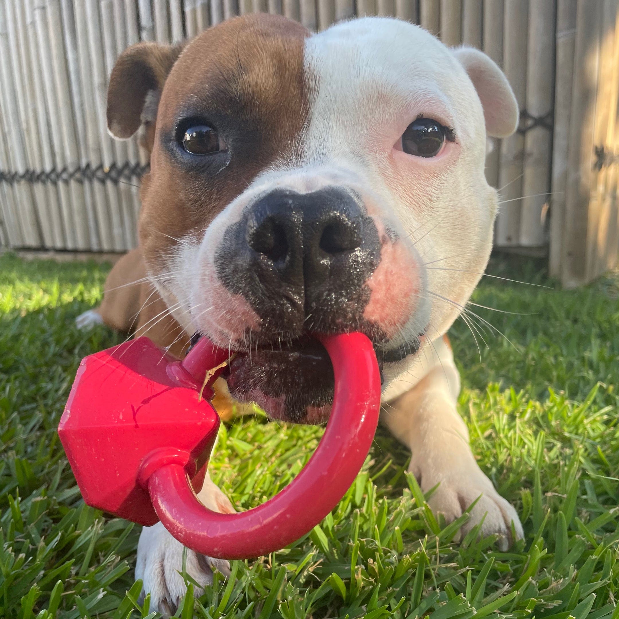 Nylon Diamond Teeth Ring-Dog Toy-Rover Pet Products