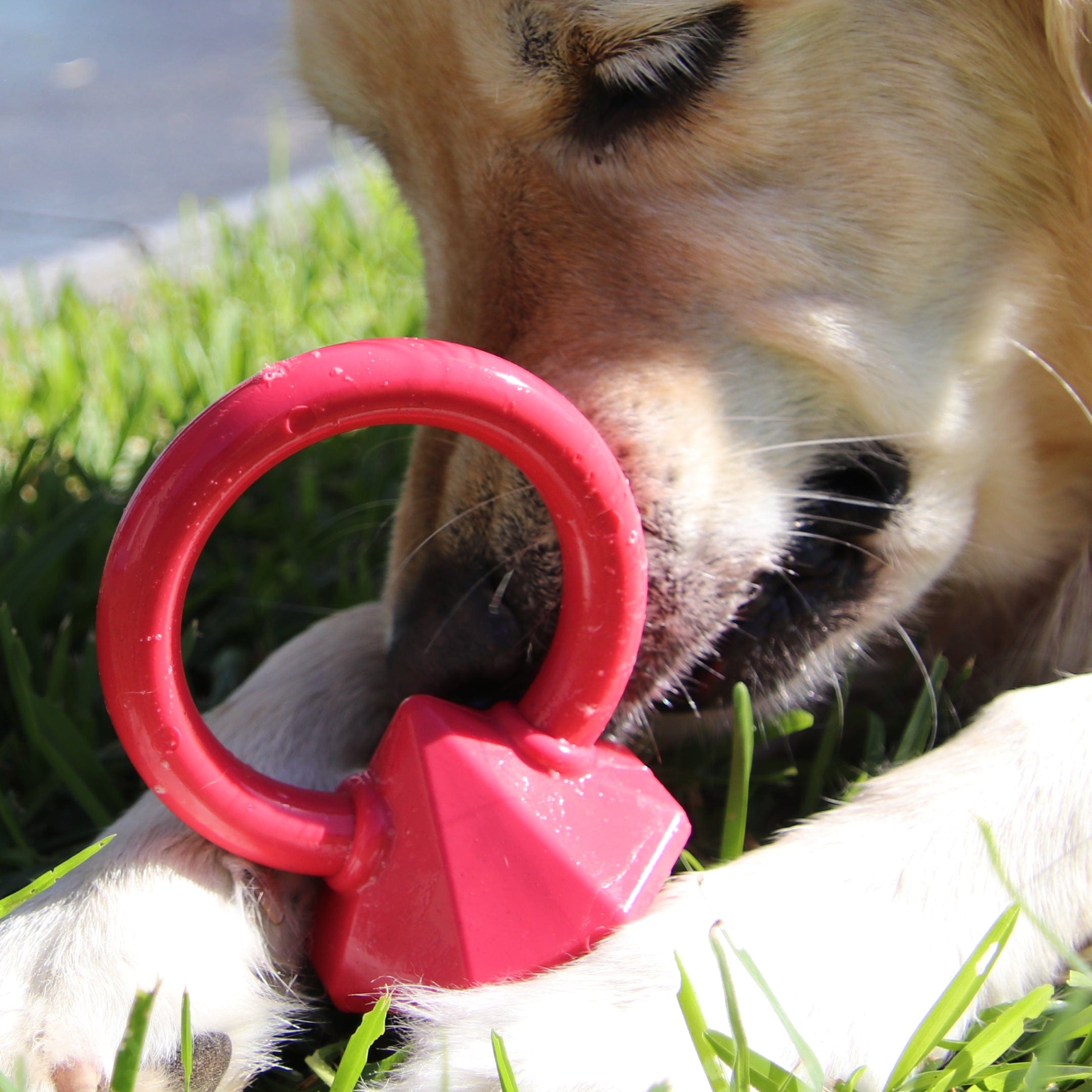 Nylon Diamond Teeth Ring-Dog Toy-Rover Pet Products