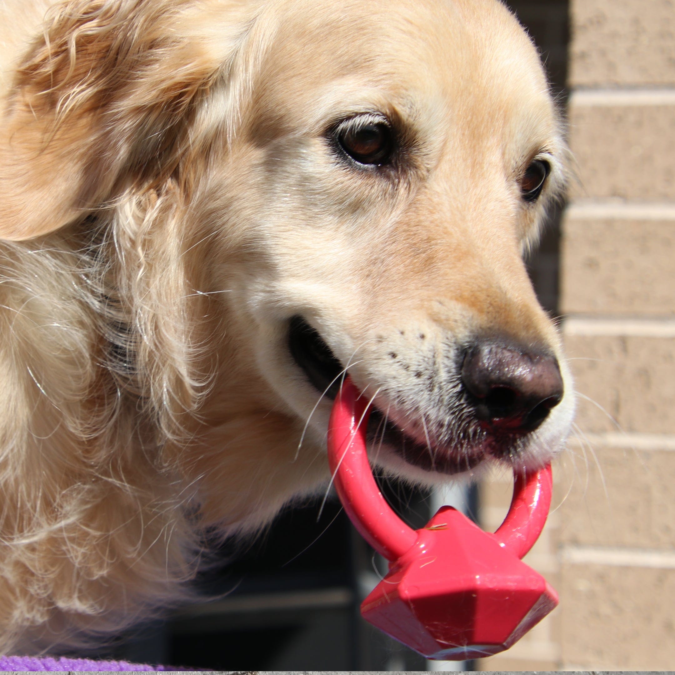 Nylon Diamond Teeth Ring-Dog Toy-Rover Pet Products