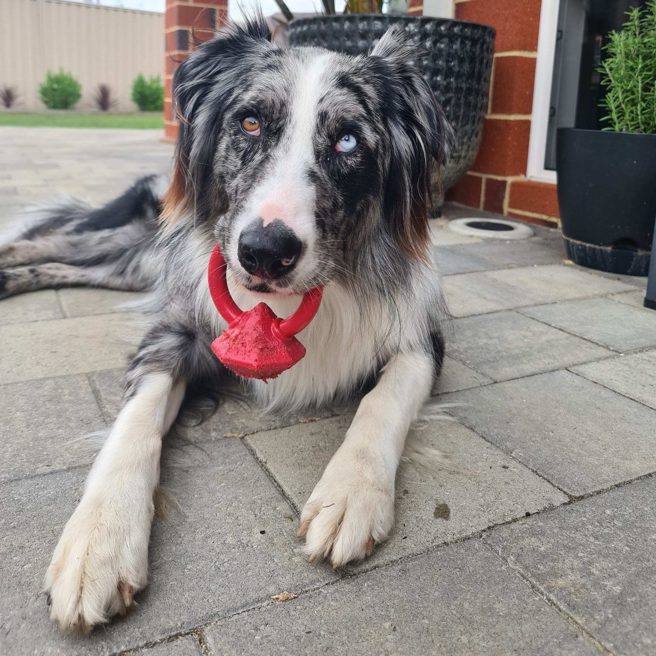 Nylon Diamond Teeth Ring-Dog Toy-Rover Pet Products