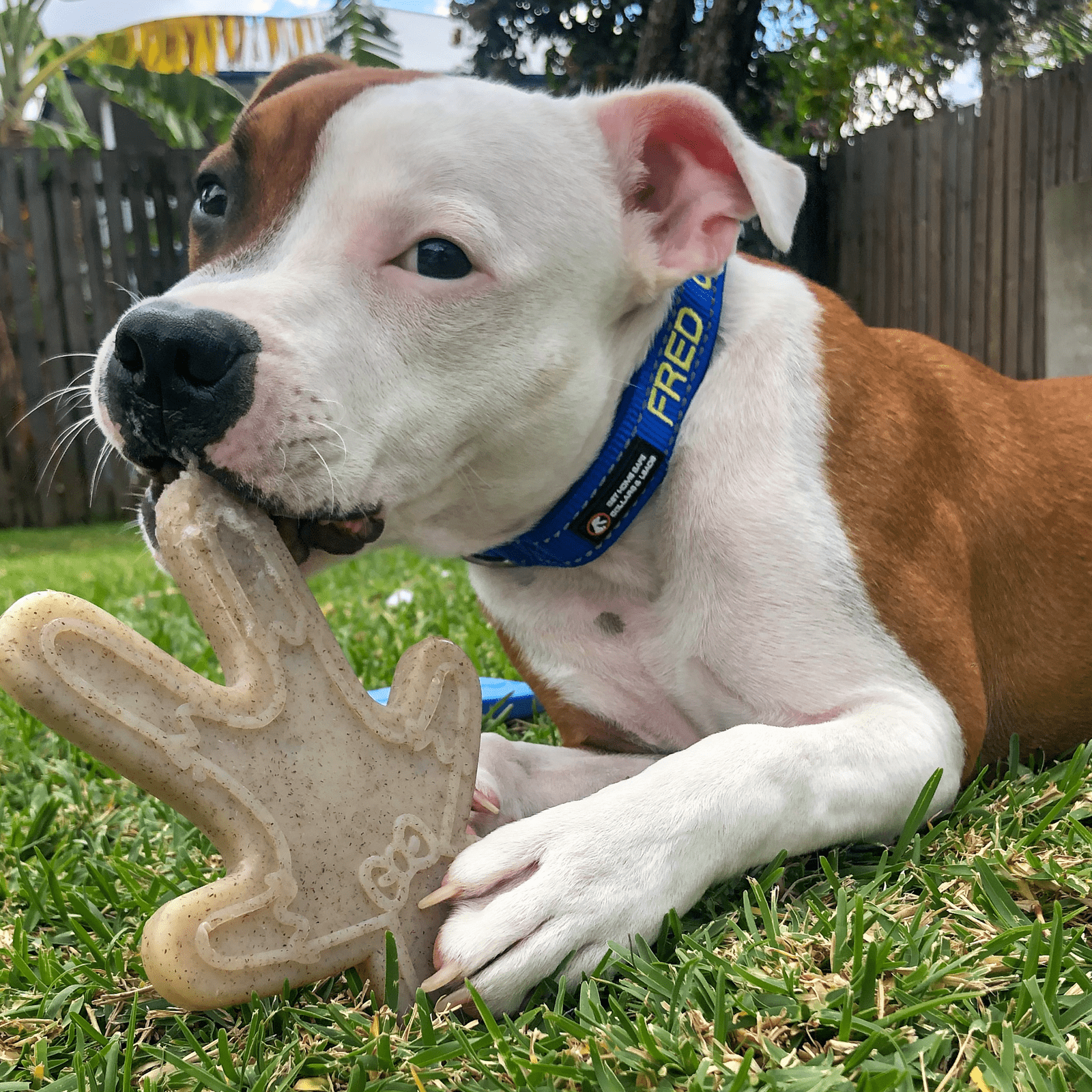 Nylon Gingerbread Man-Dog Toy-Rover Pet Products