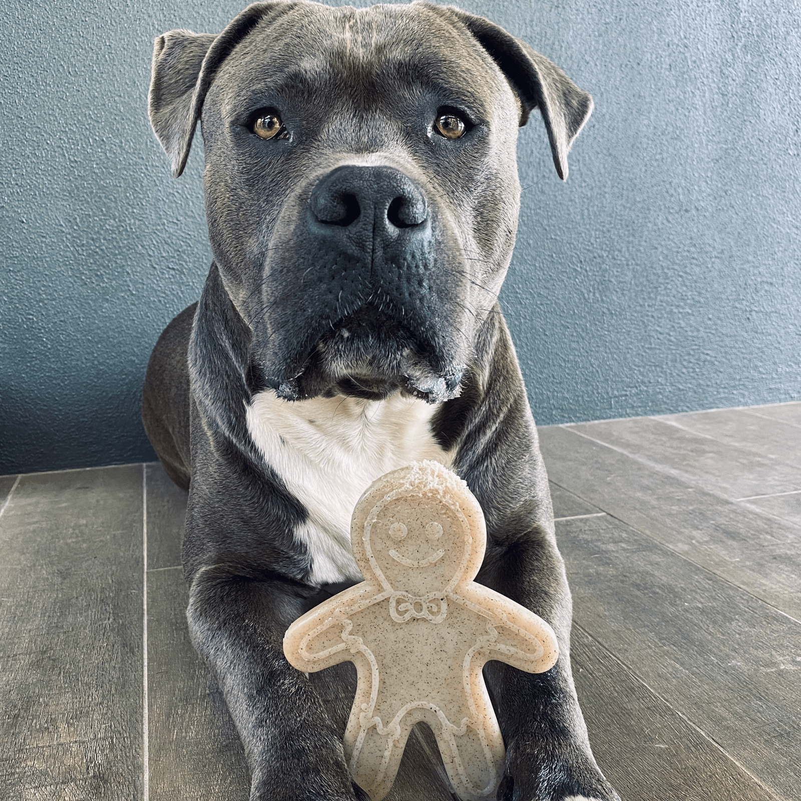 Nylon Gingerbread Man-Dog Toy-Rover Pet Products