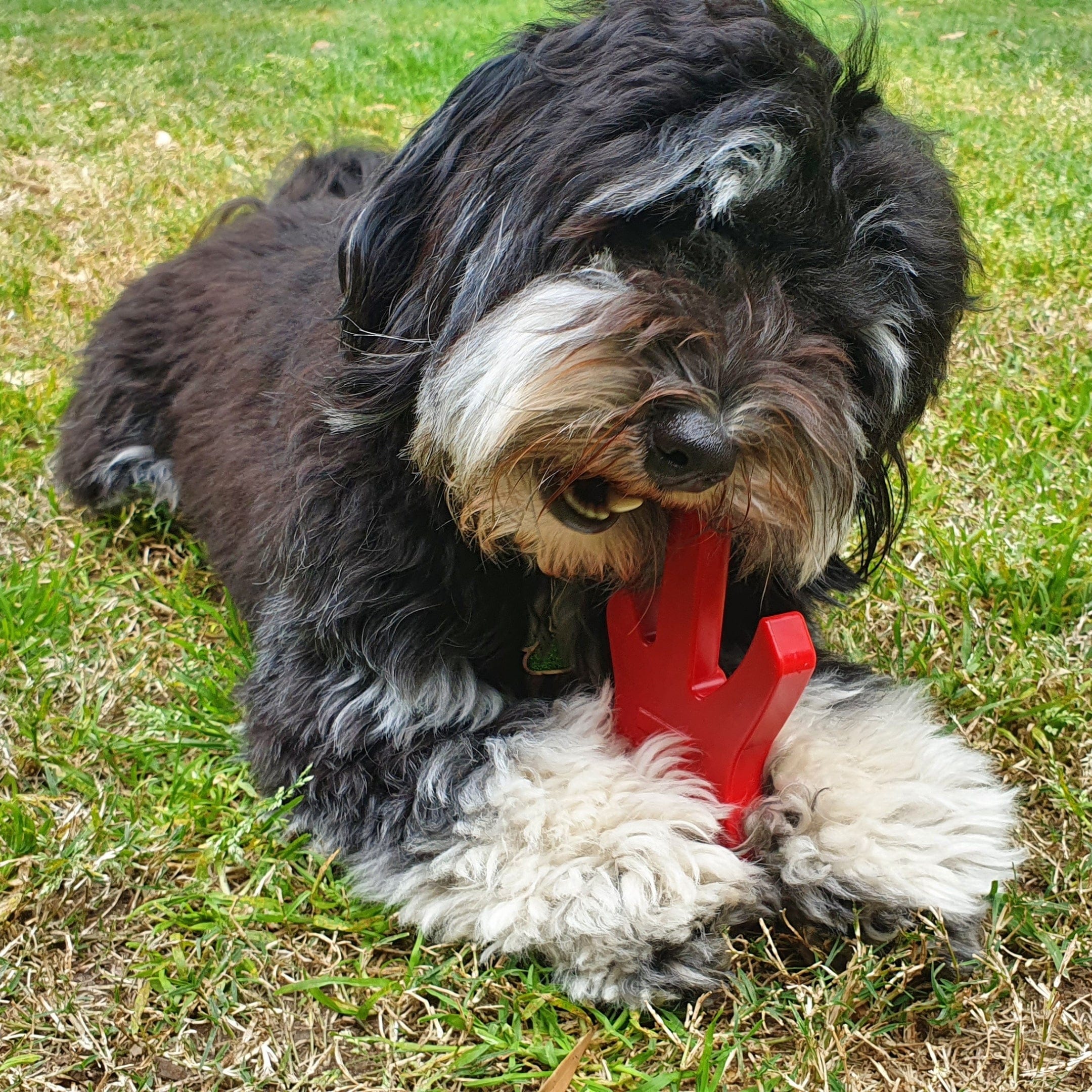 Nylon Guitar-Dog Toy-Rover Pet Products