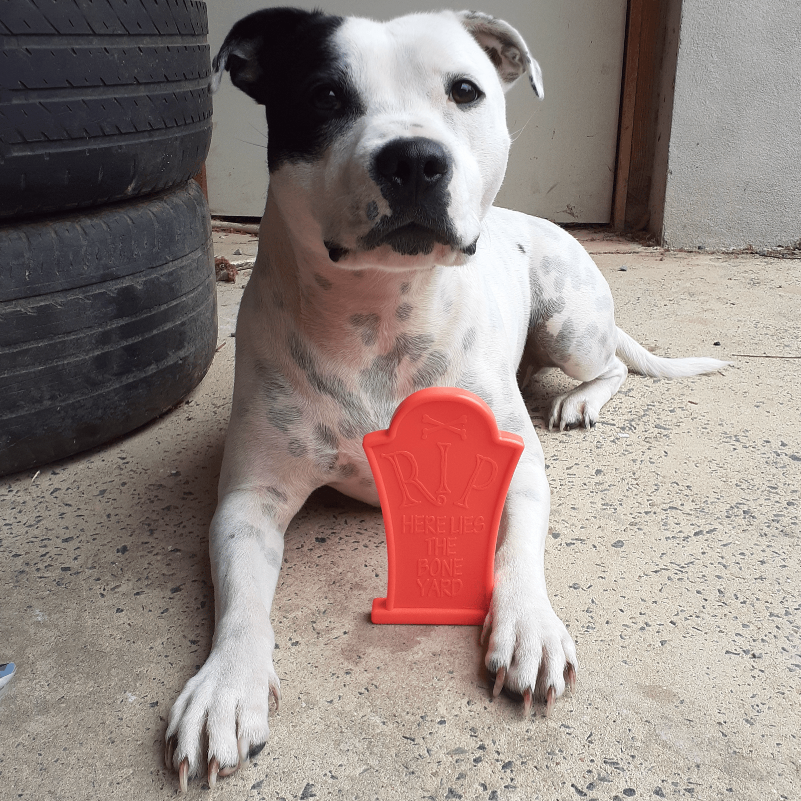 Nylon Headstone-Dog Toy-Rover Pet Products