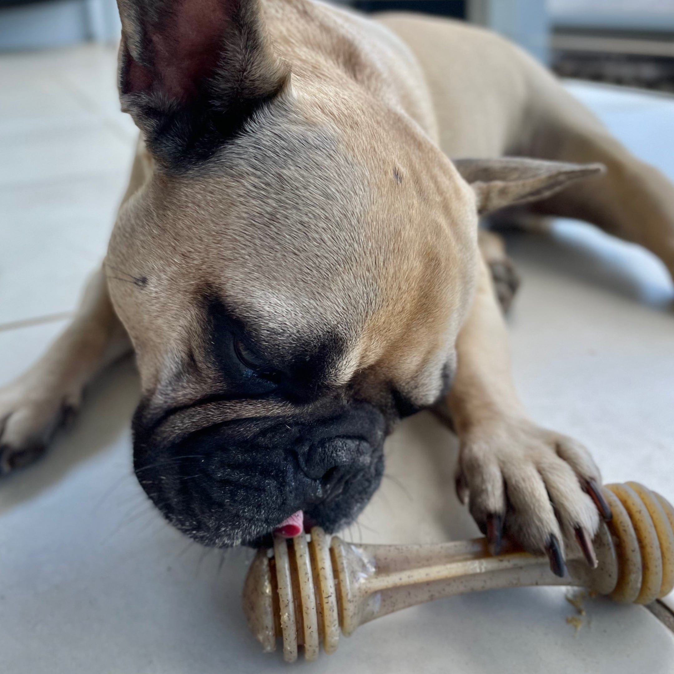 Nylon Honeybone-Dog Toy-Rover Pet Products