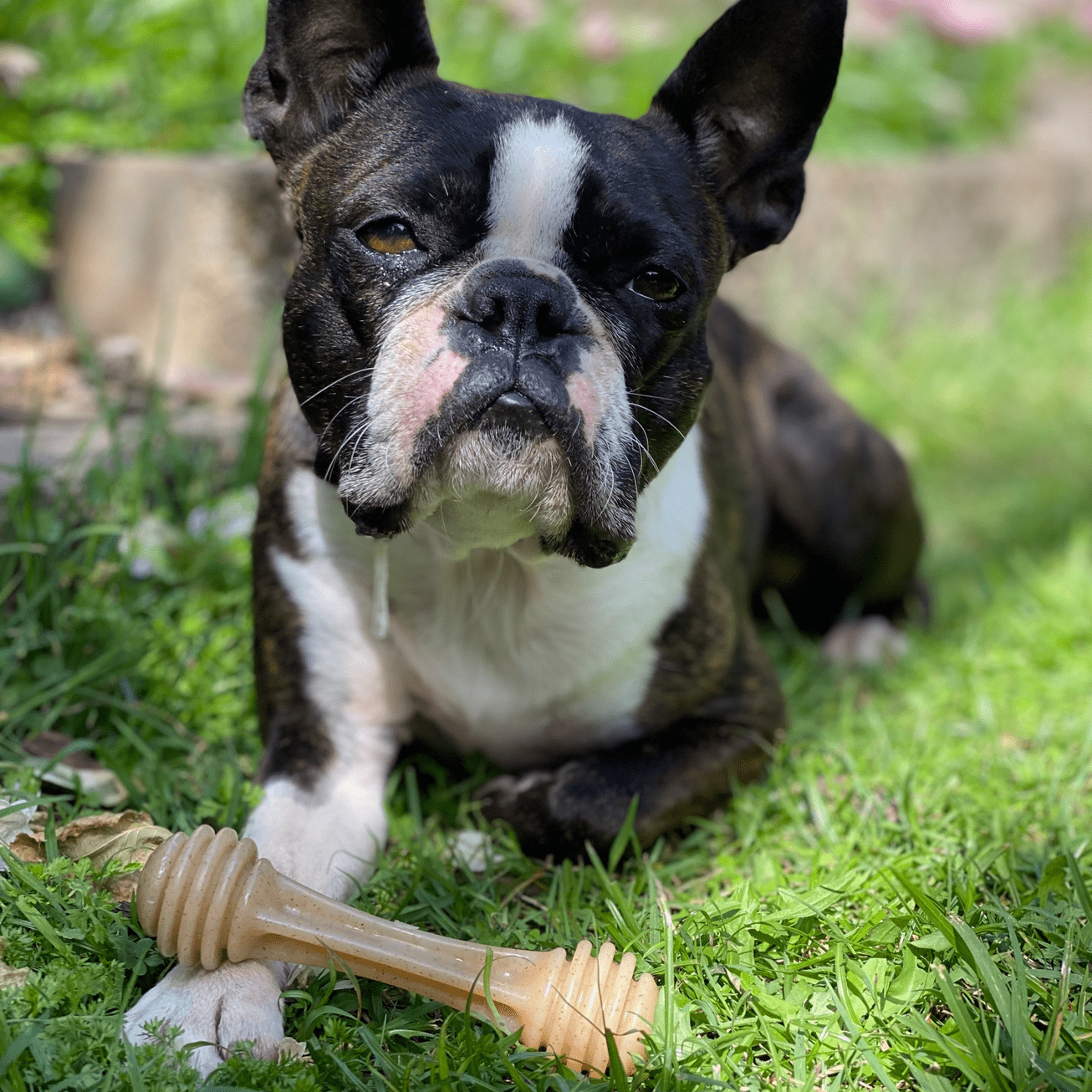 Nylon Honeybone-Dog Toy-Rover Pet Products