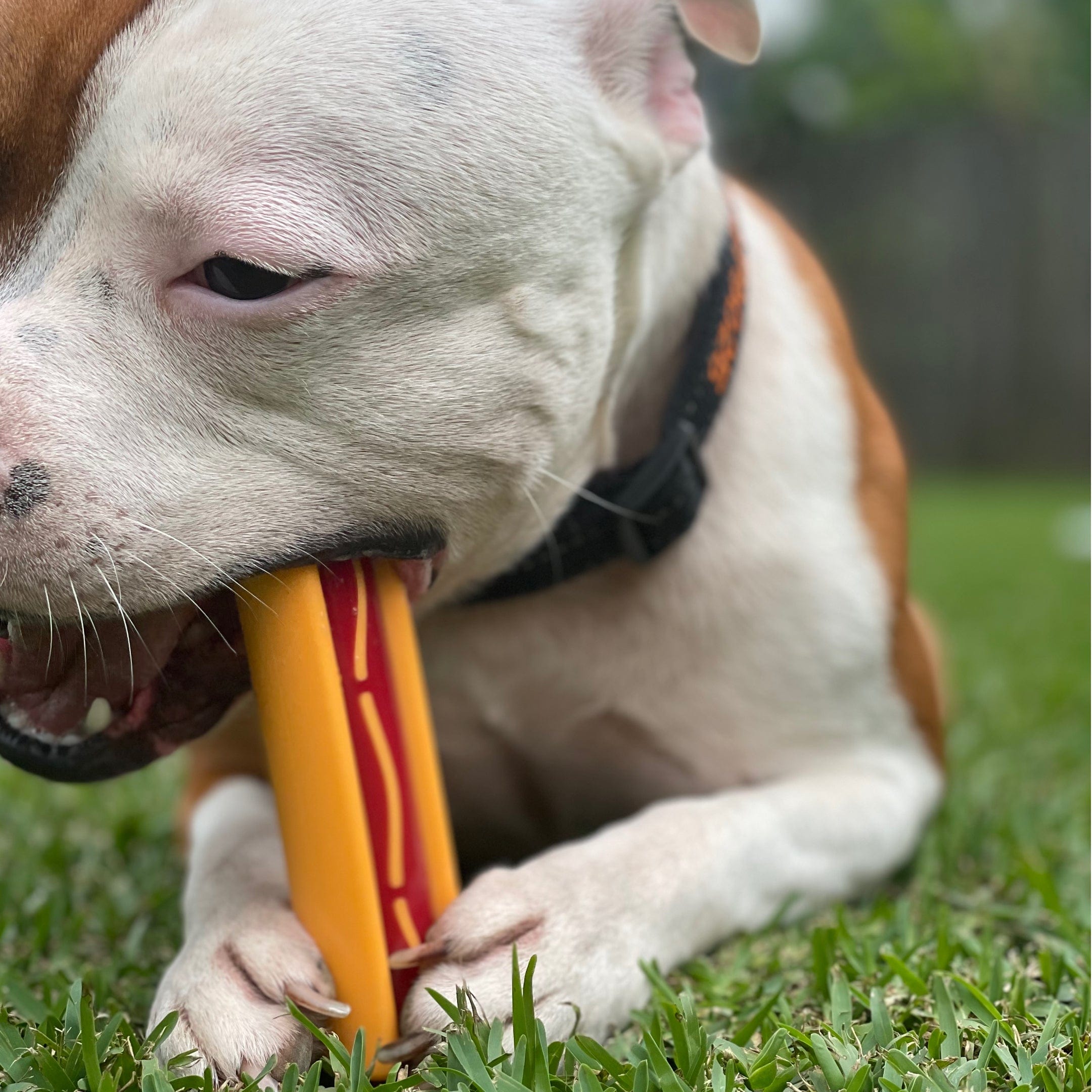 Nylon Hot Dog-Dog Toy-Rover Pet Products