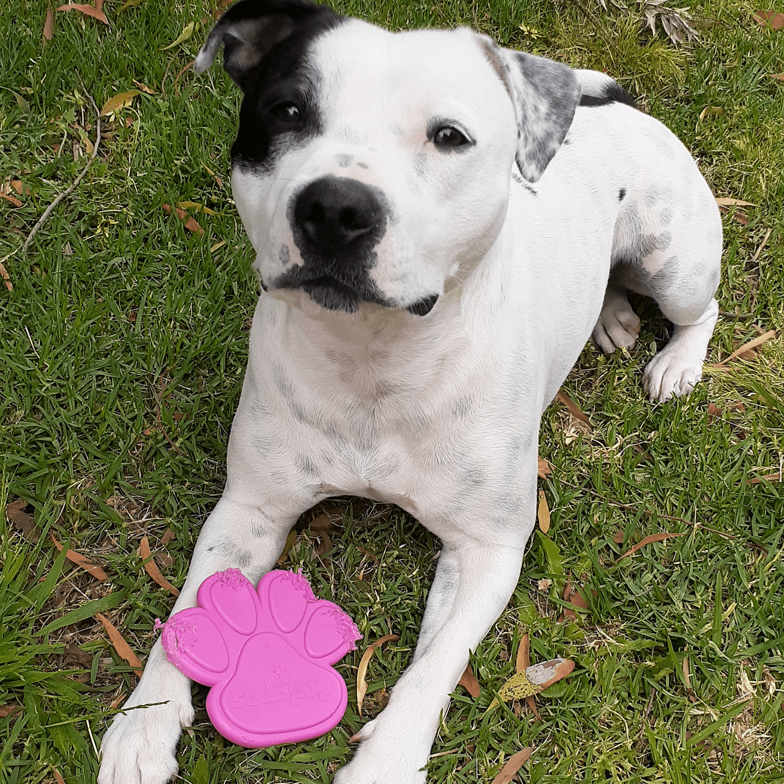 Nylon Paw (Power Chewers)-Chew Toy-Rover Pet Products