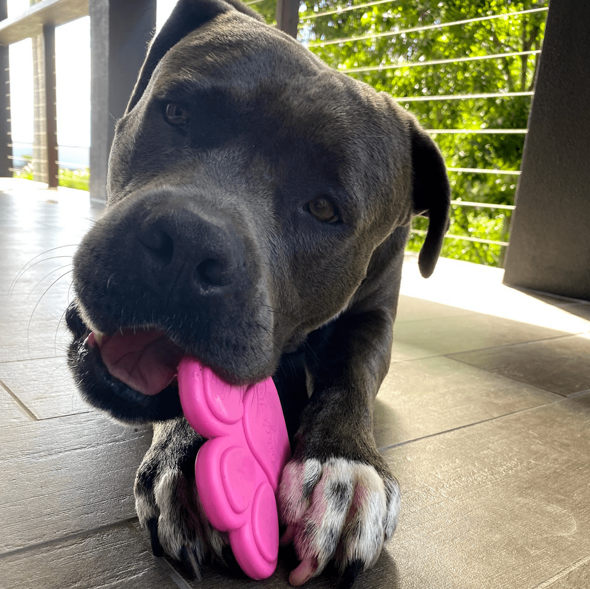 Nylon Paw (Power Chewers)-Chew Toy-Rover Pet Products