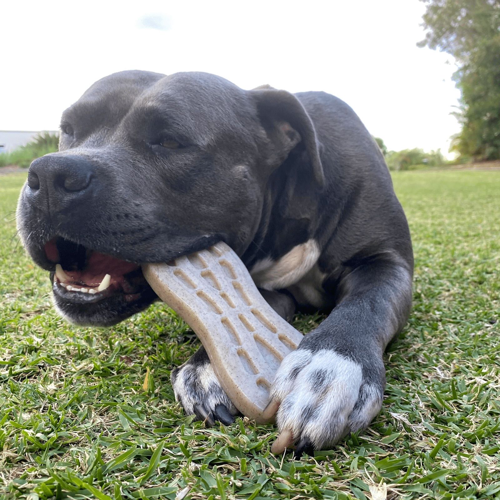 Nylon Peanut-Unclassified-Rover Pet Products