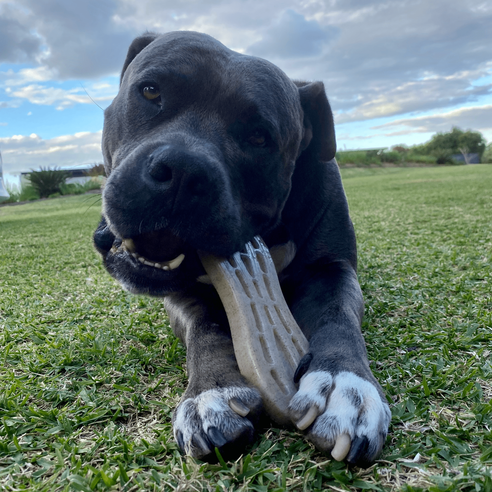 Nylon Peanut-Unclassified-Rover Pet Products