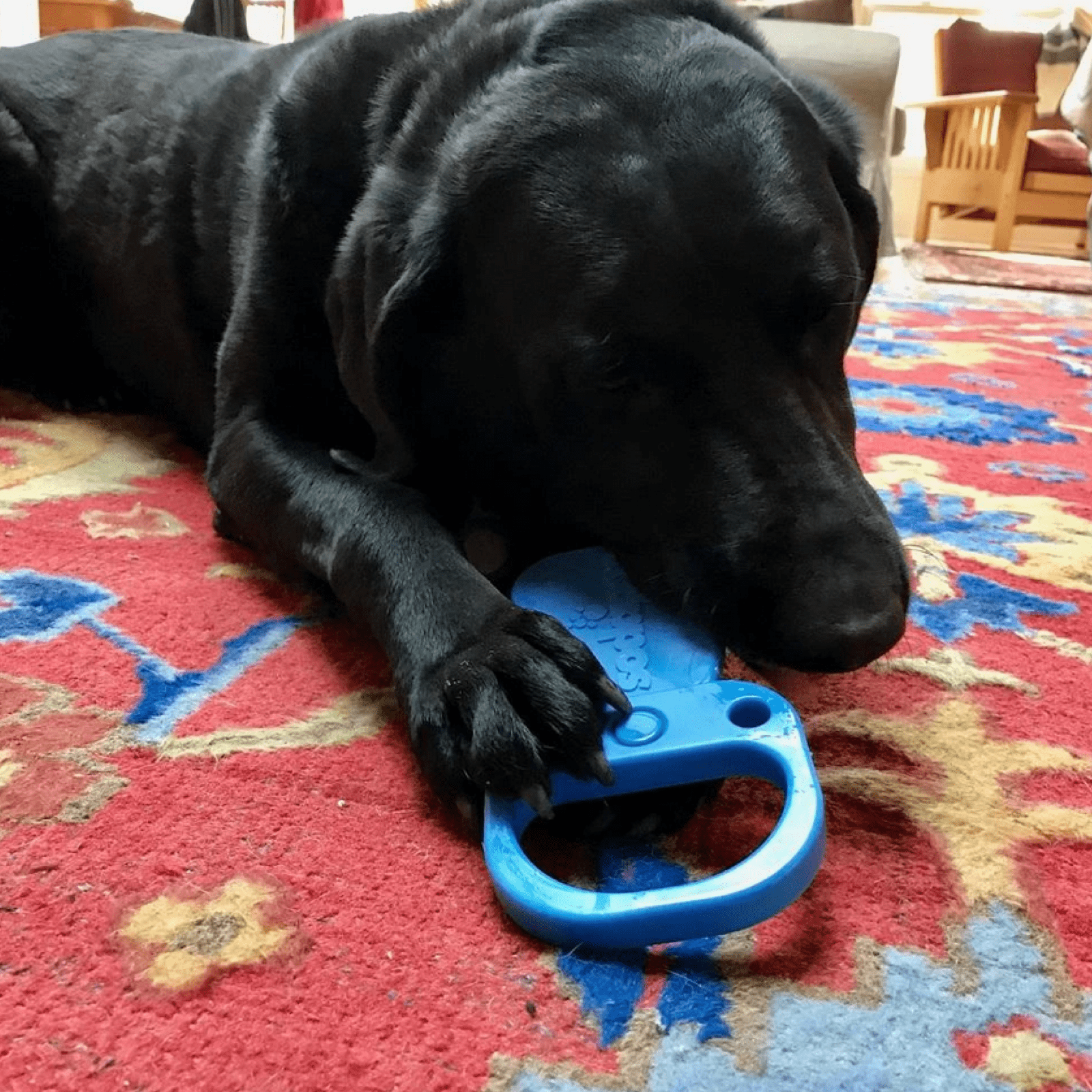 Nylon Pull Tab-Dog Toy-Rover Pet Products