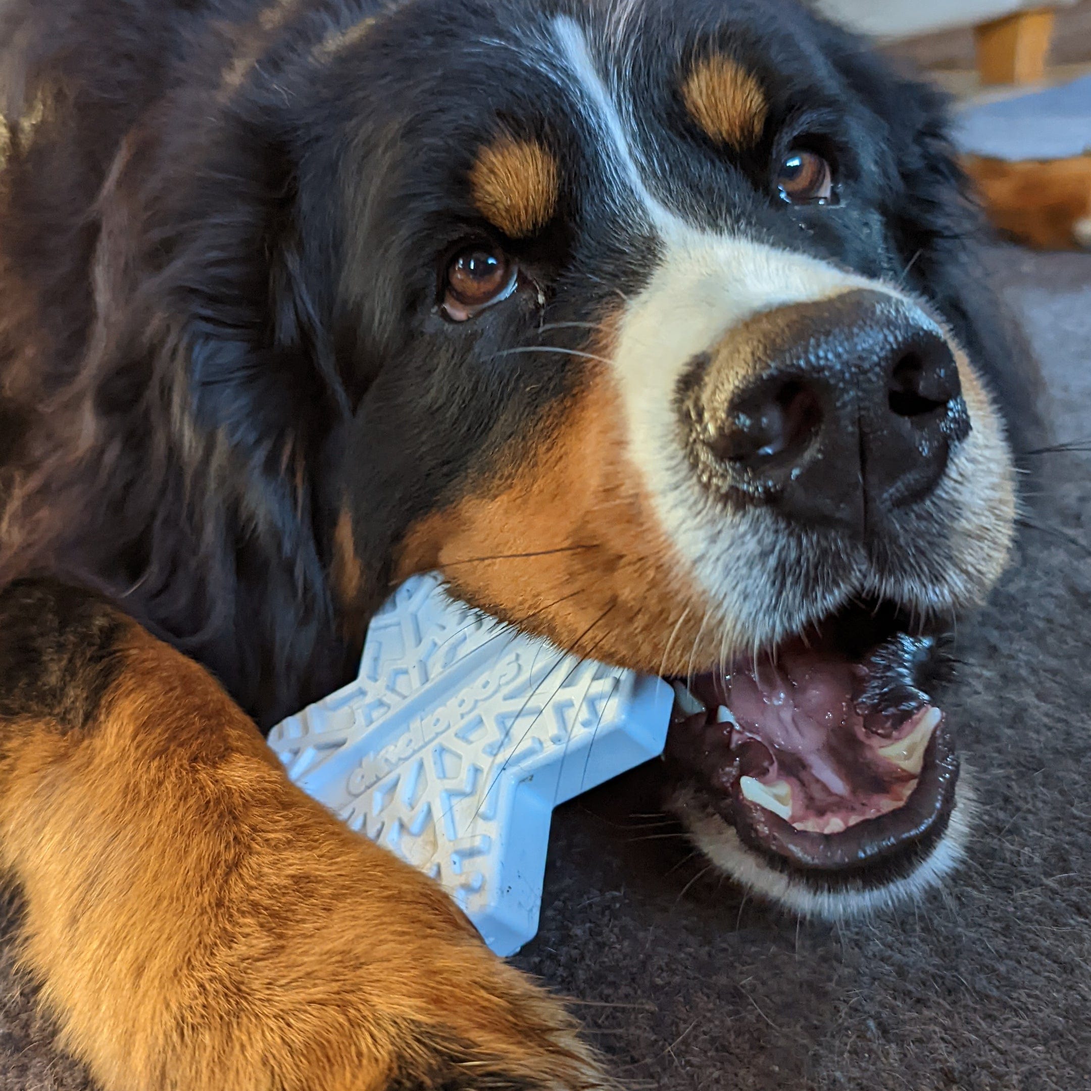 Nylon Snowflake-Dog Toy-Rover Pet Products