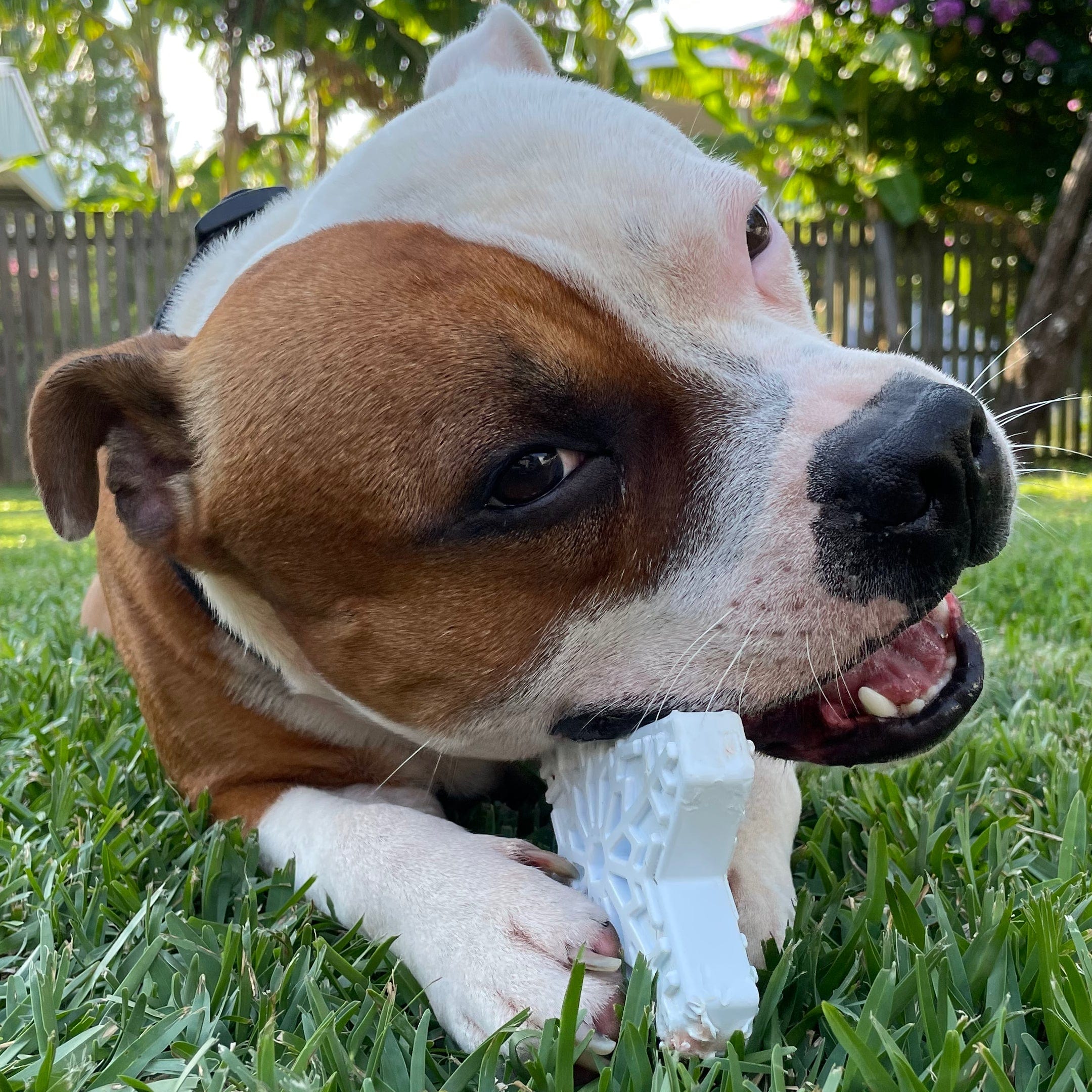 Nylon Snowflake-Dog Toy-Rover Pet Products