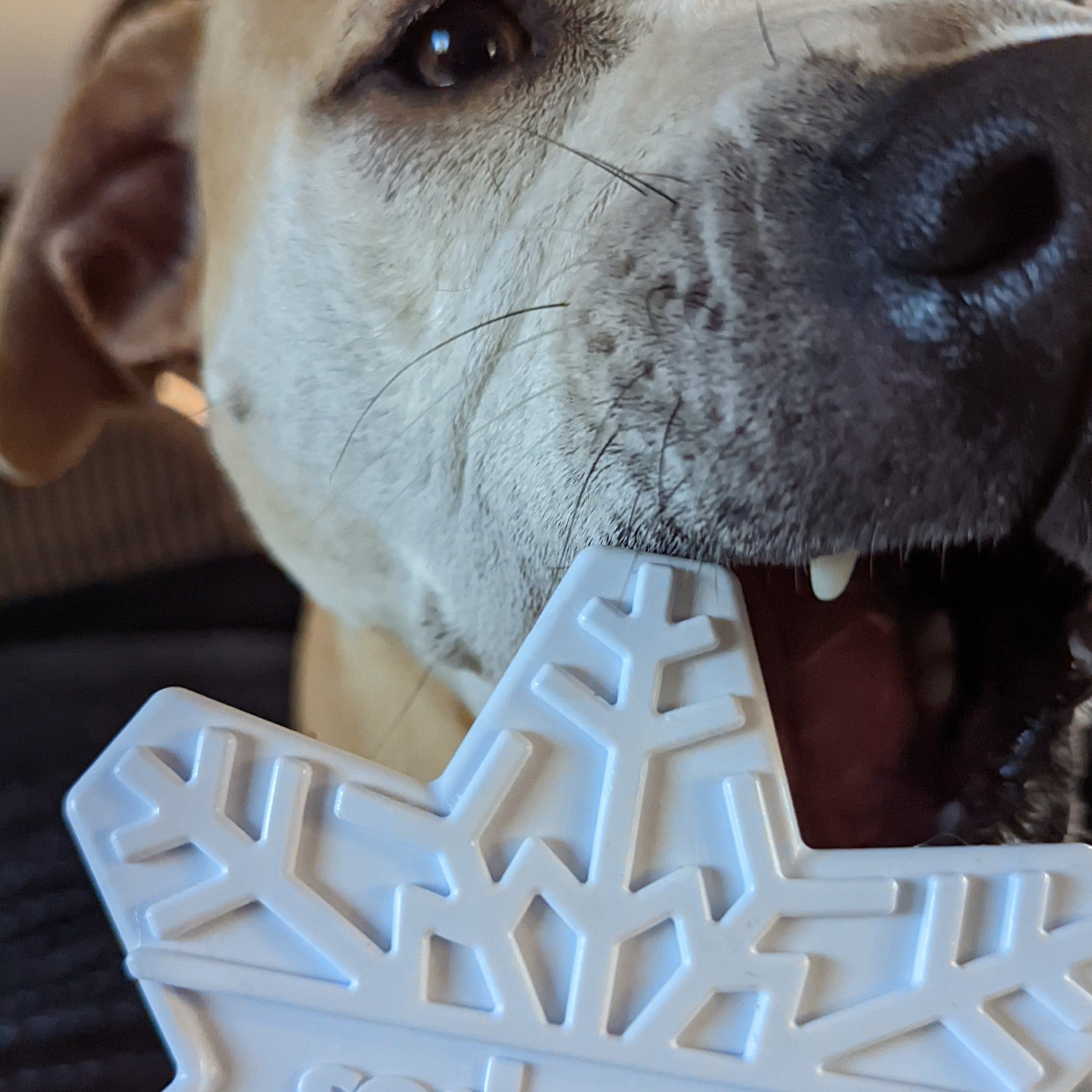 Nylon Snowflake-Dog Toy-Rover Pet Products