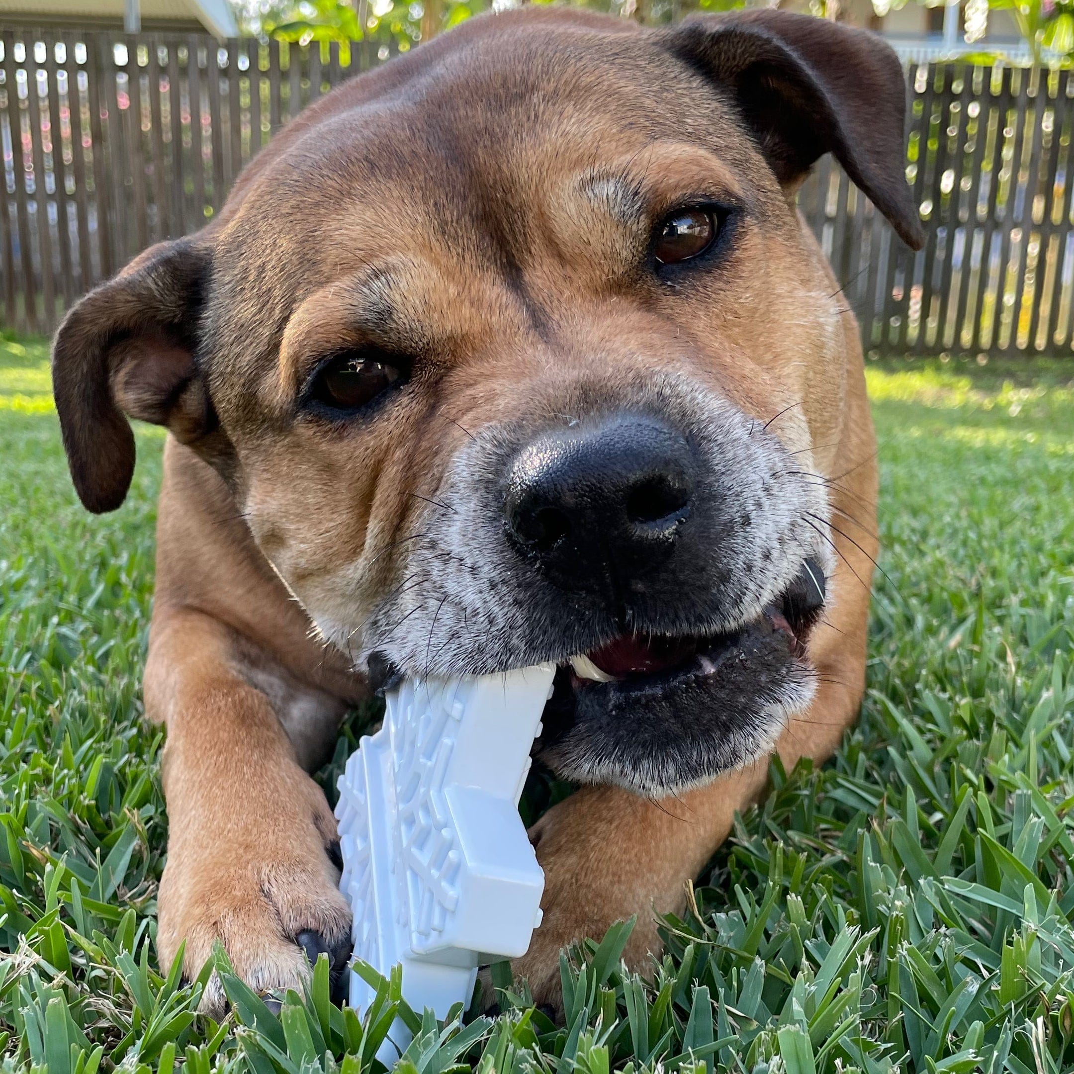 Nylon Snowflake-Dog Toy-Rover Pet Products