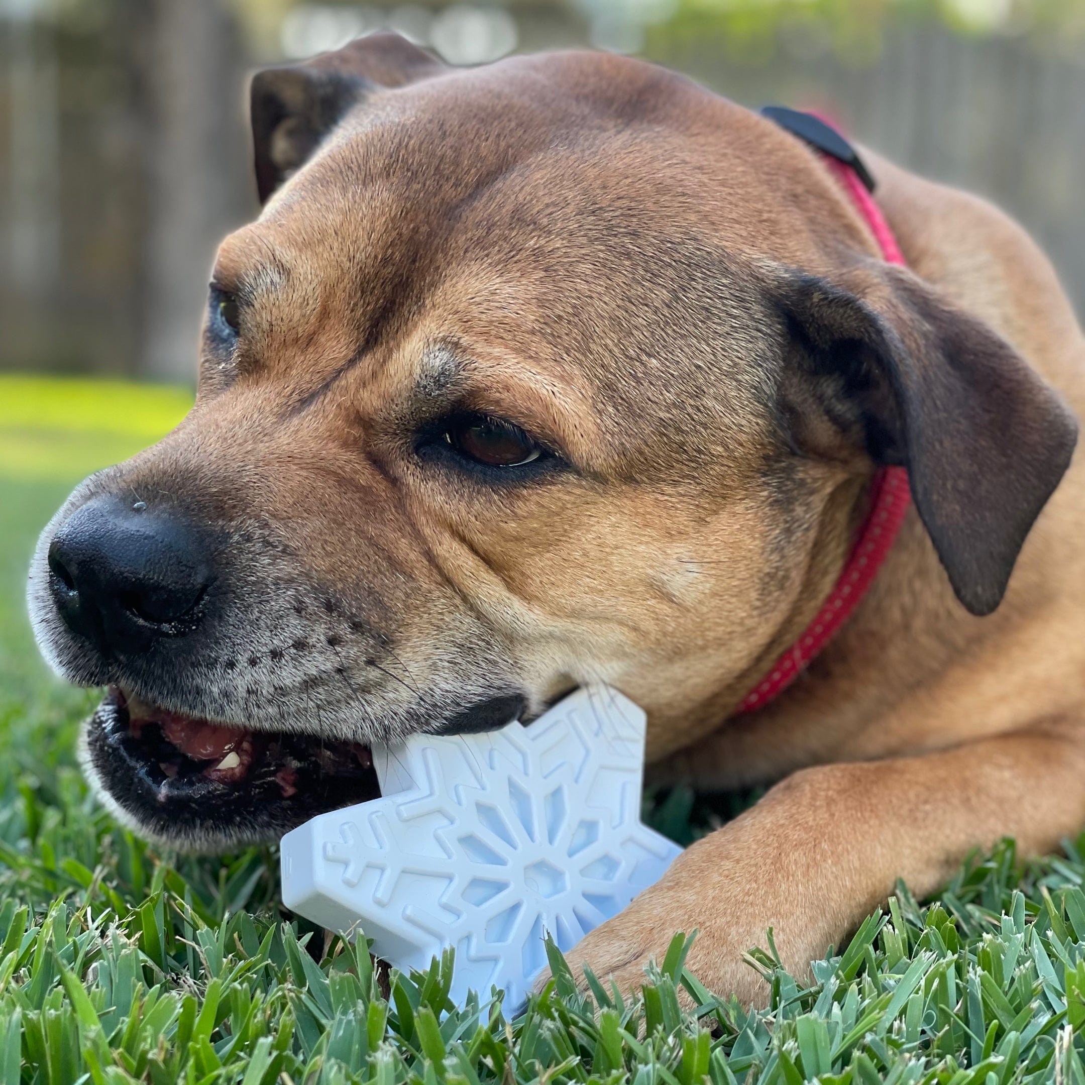 Nylon Snowflake-Dog Toy-Rover Pet Products