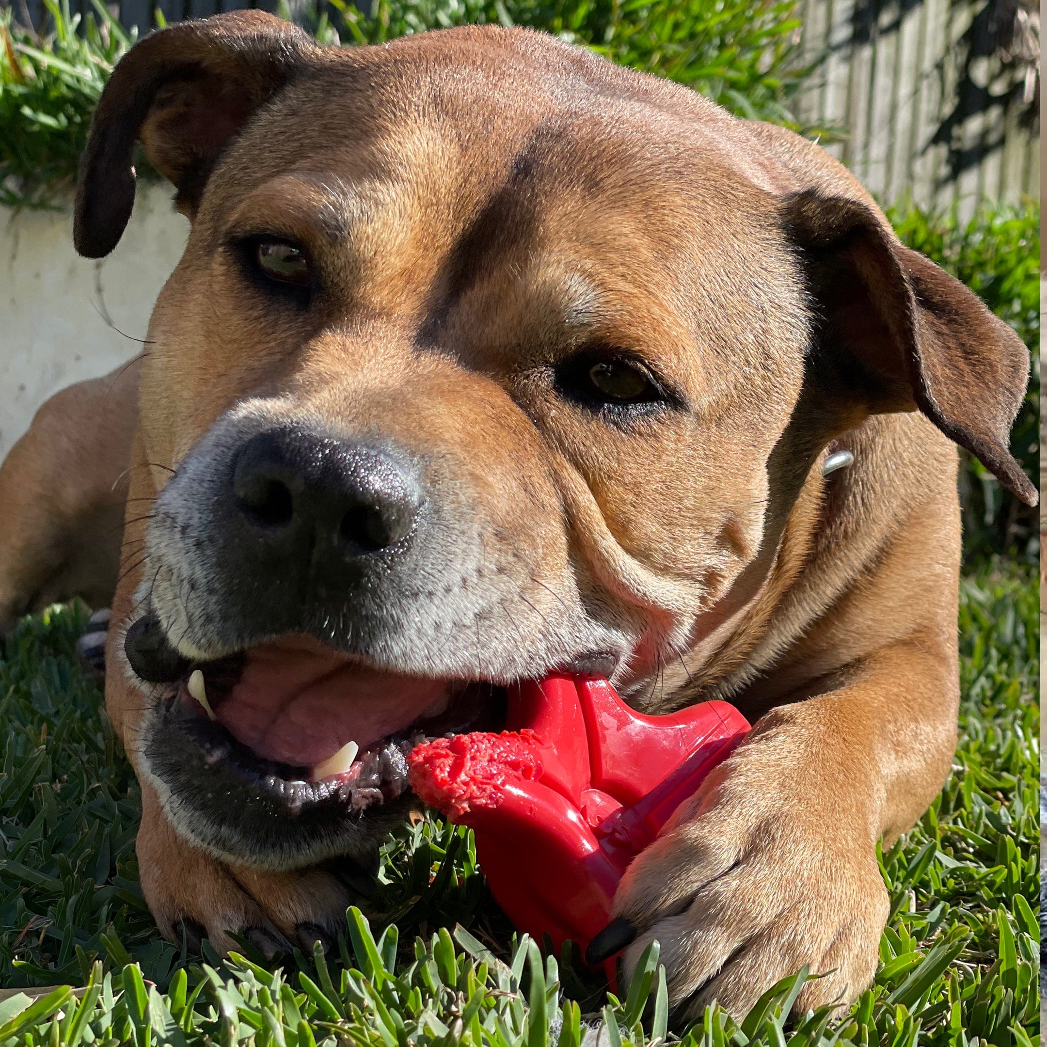 Nylon Starfish-Dog Toy-Rover Pet Products