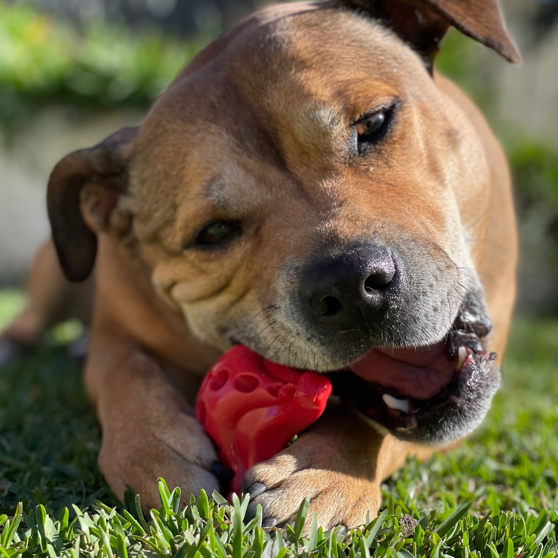 Nylon Starfish-Dog Toy-Rover Pet Products