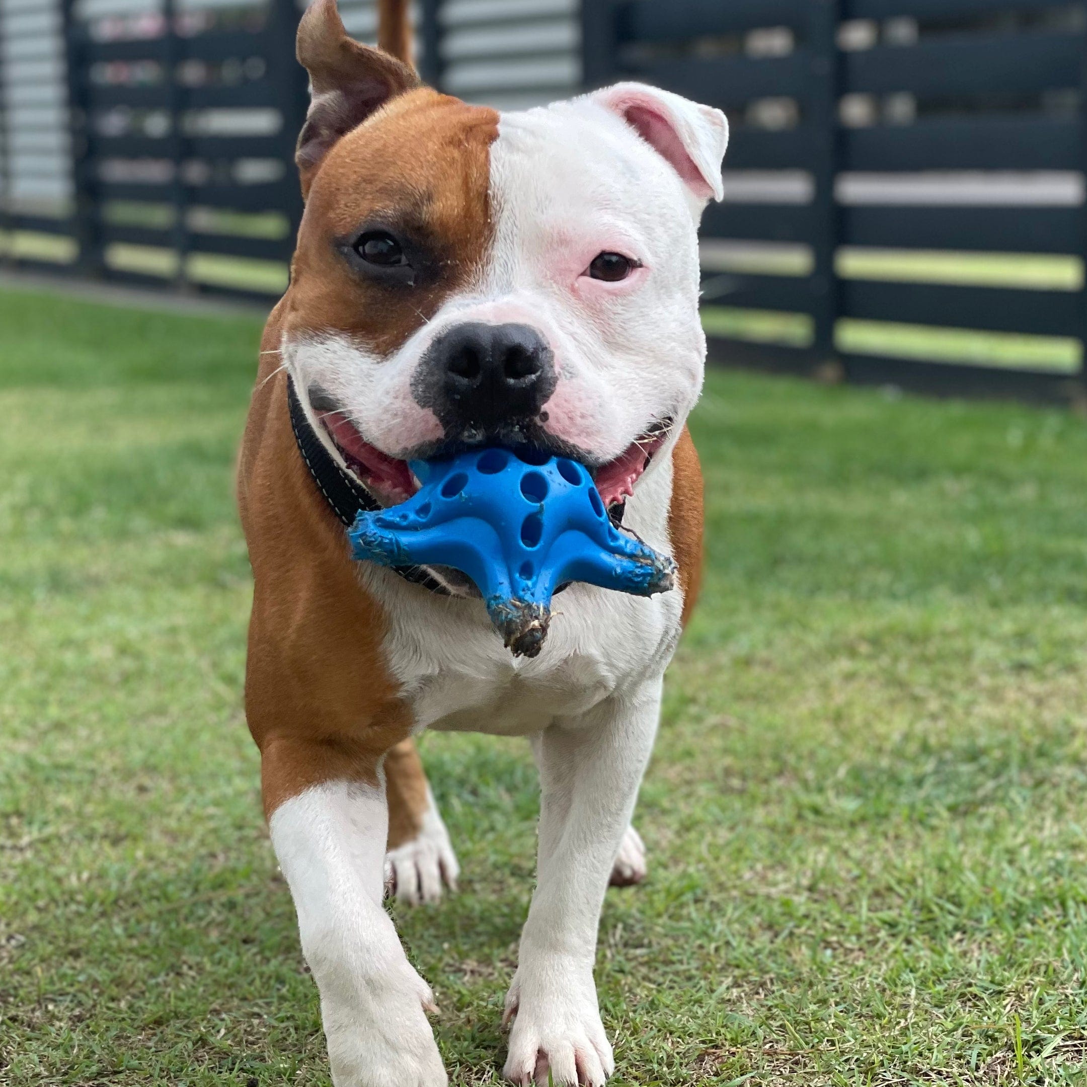 Nylon Starfish-Dog Toy-Rover Pet Products