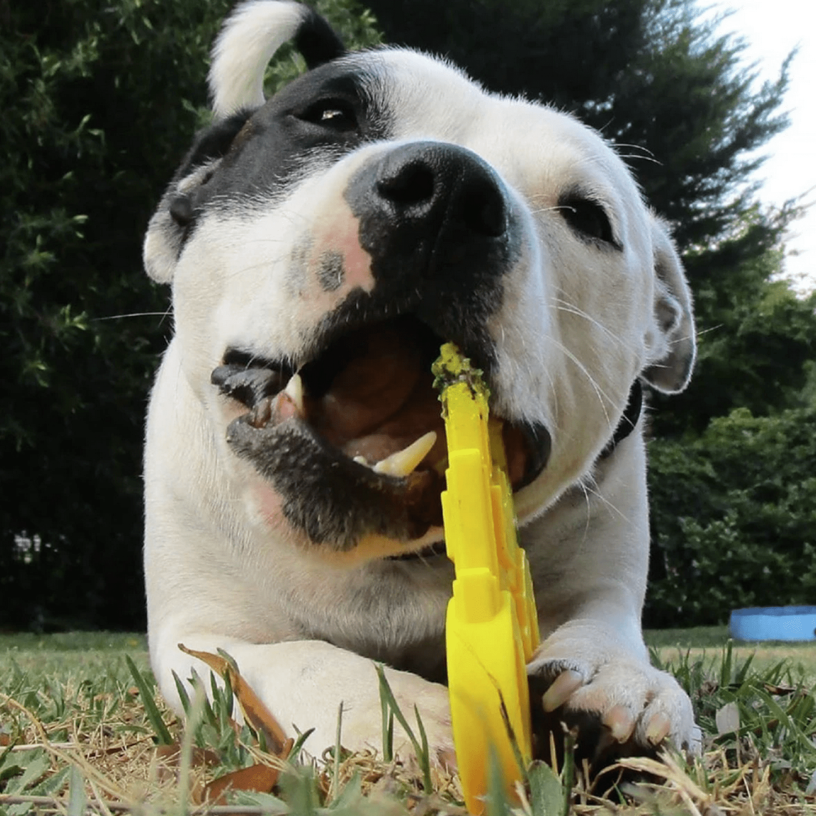 Nylon Tractor-Dog Toy-Rover Pet Products