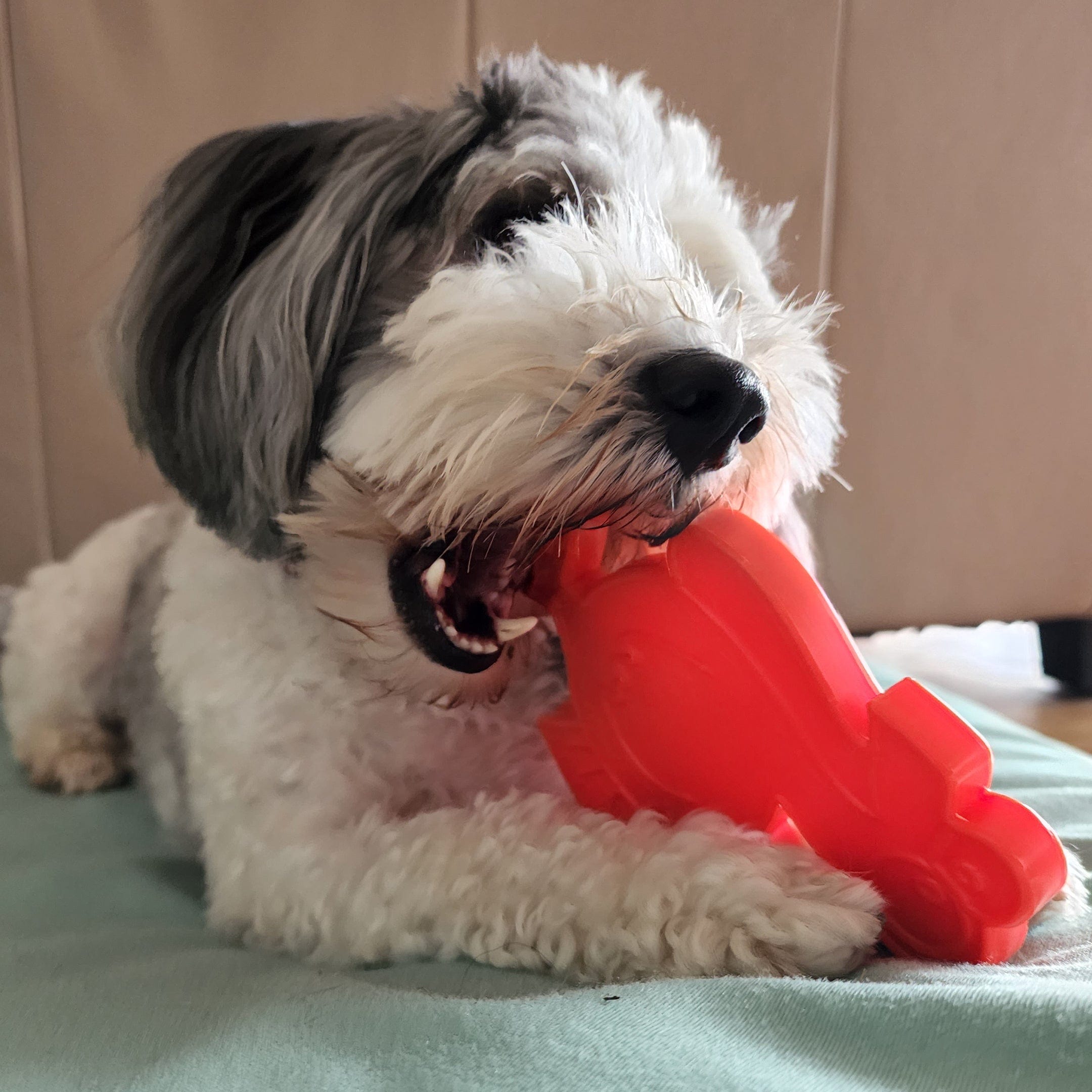 Nylon Turkey-Dog Toy-Rover Pet Products