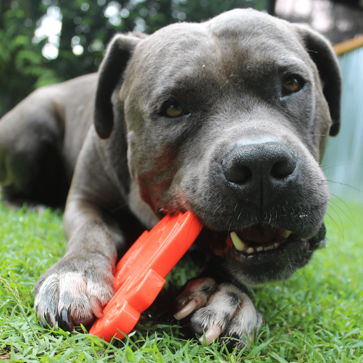 Nylon Turkey-Dog Toy-Rover Pet Products