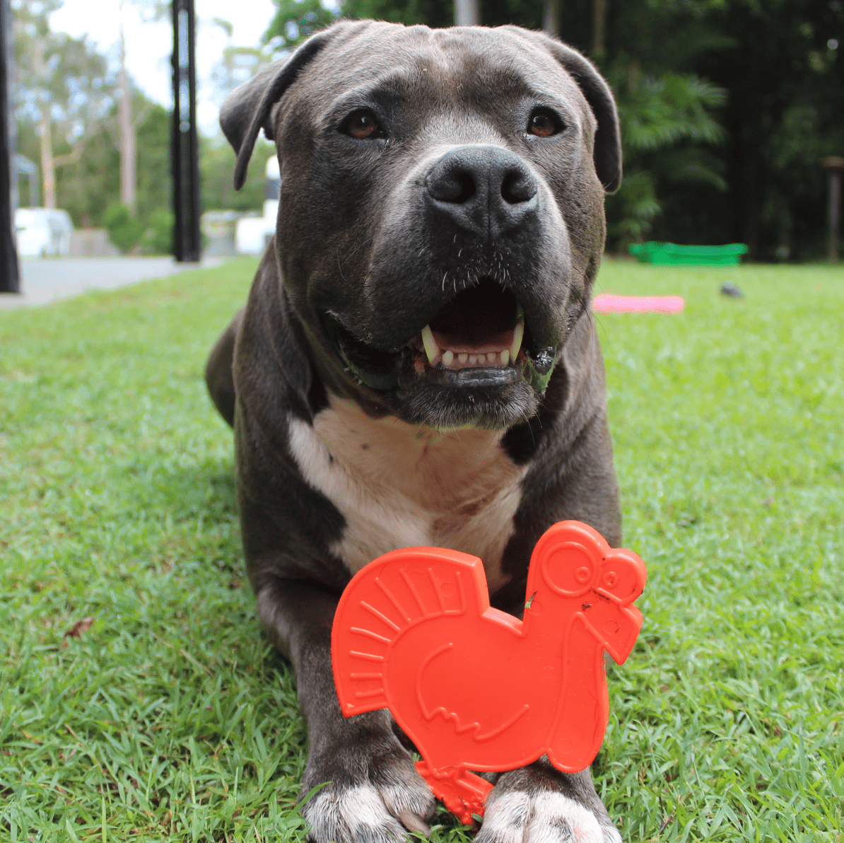 Nylon Turkey-Dog Toy-Rover Pet Products