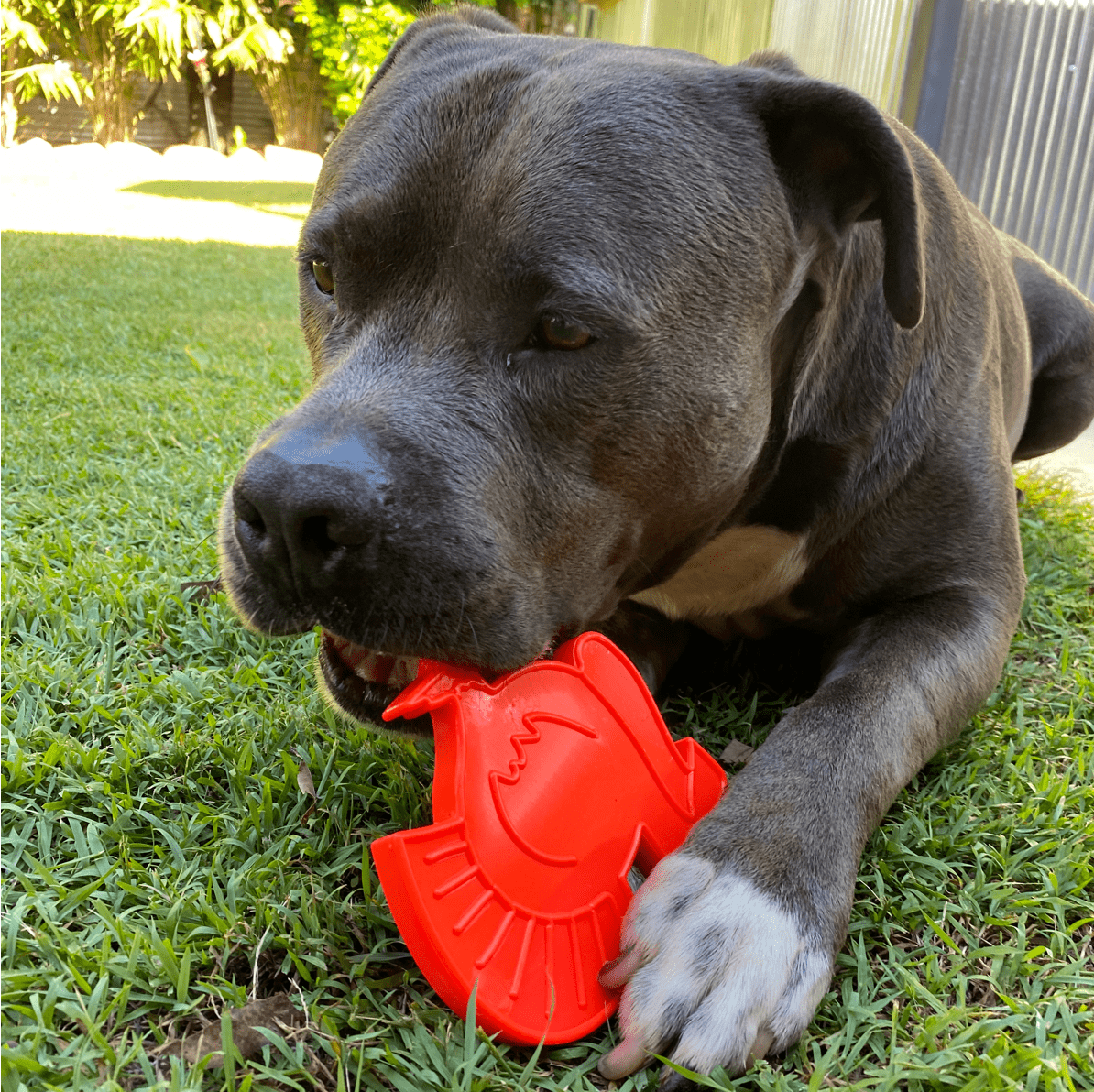 Nylon Turkey-Dog Toy-Rover Pet Products