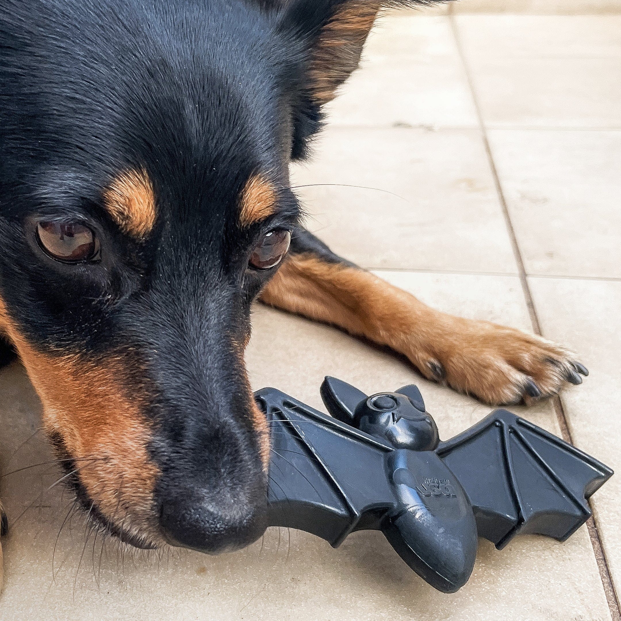 Nylon Vampire Bat-Dog Toy-Rover Pet Products