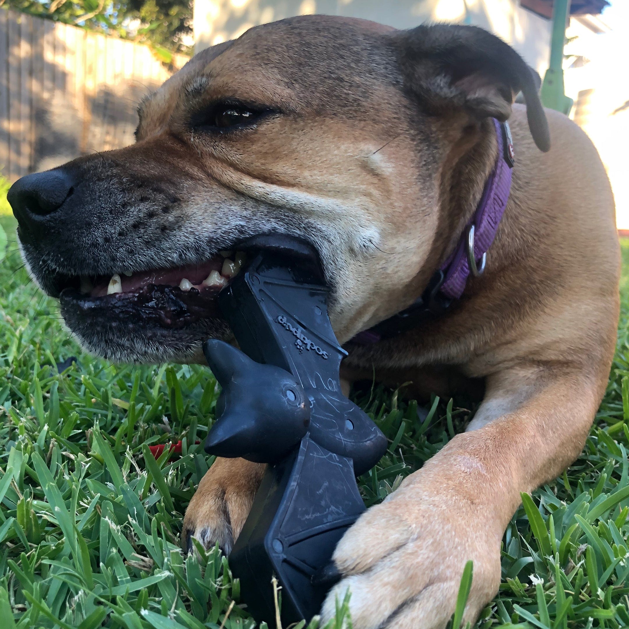 Nylon Vampire Bat-Dog Toy-Rover Pet Products