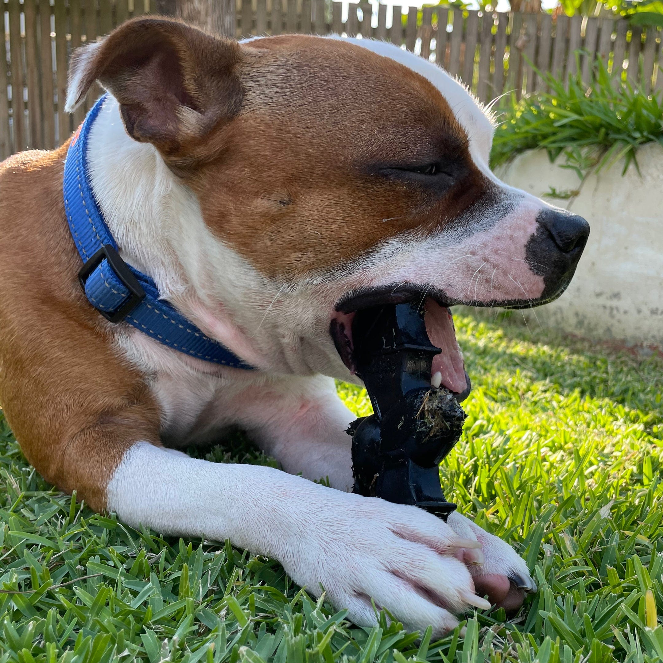 Nylon Vampire Bat-Dog Toy-Rover Pet Products