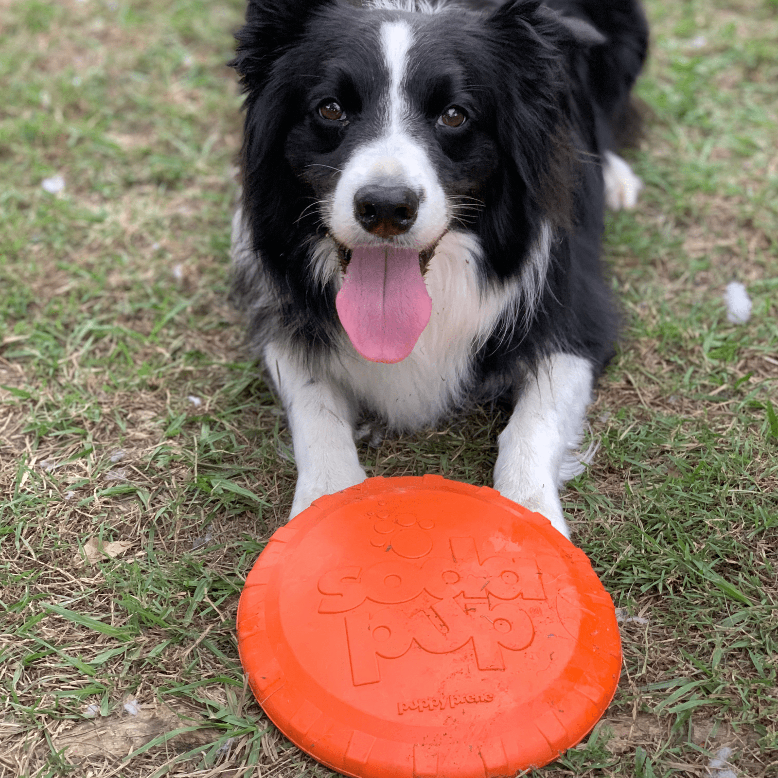 Original Bottle Top Flyers-Dog Toy-Rover Pet Products
