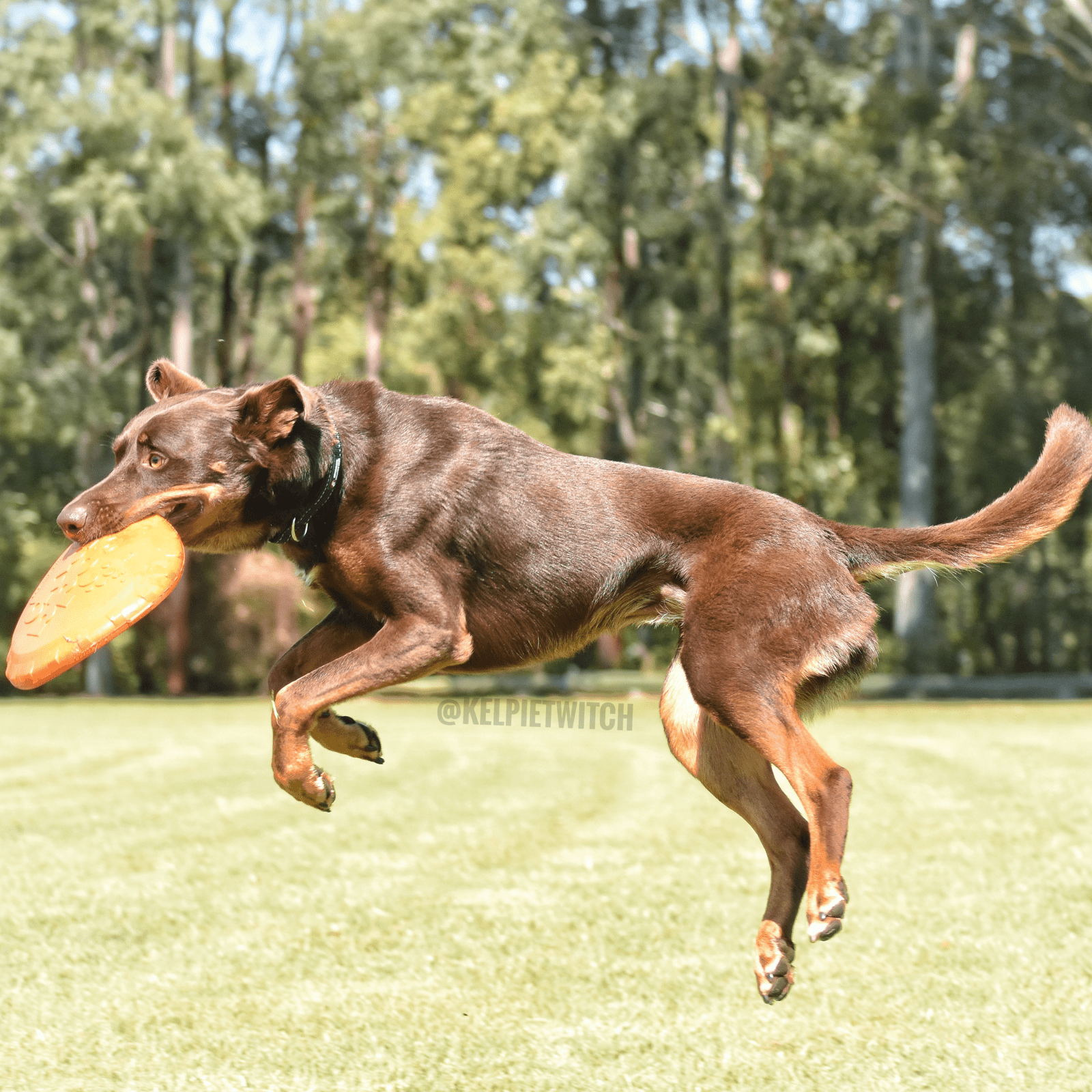 Original Bottle Top Flyers-Dog Toy-Rover Pet Products
