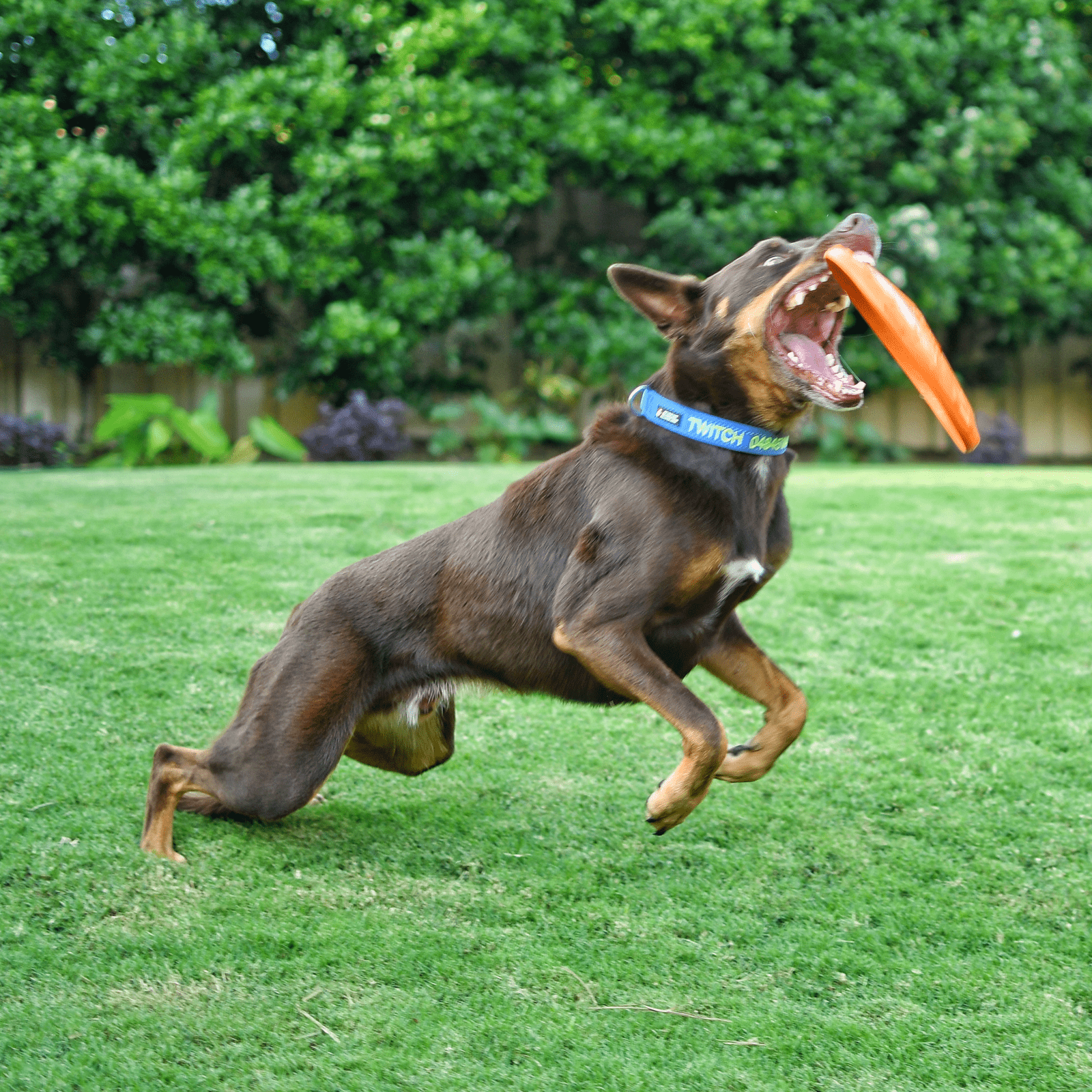 Original Bottle Top Flyers-Dog Toy-Rover Pet Products