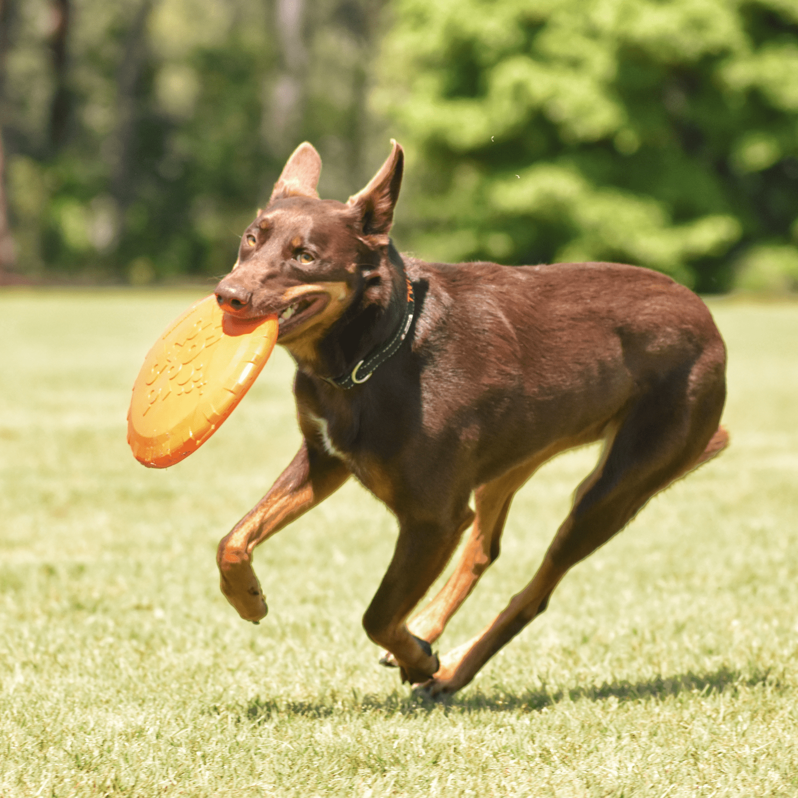 Original Bottle Top Flyers-Dog Toy-Rover Pet Products