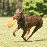Original Bottle Top Flyers-Dog Toy-Rover Pet Products