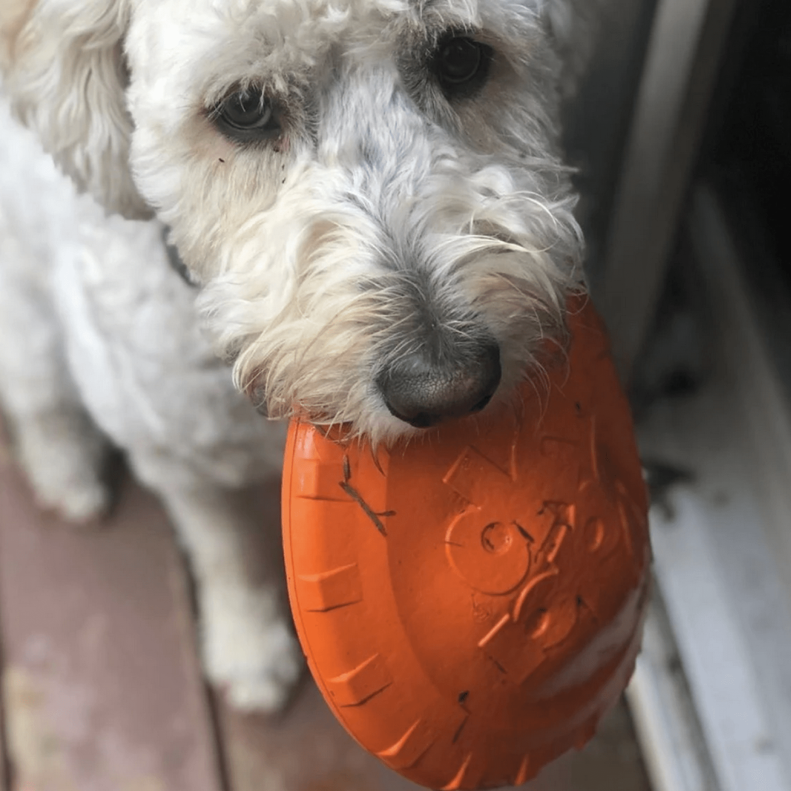 Original Bottle Top Flyers-Dog Toy-Rover Pet Products