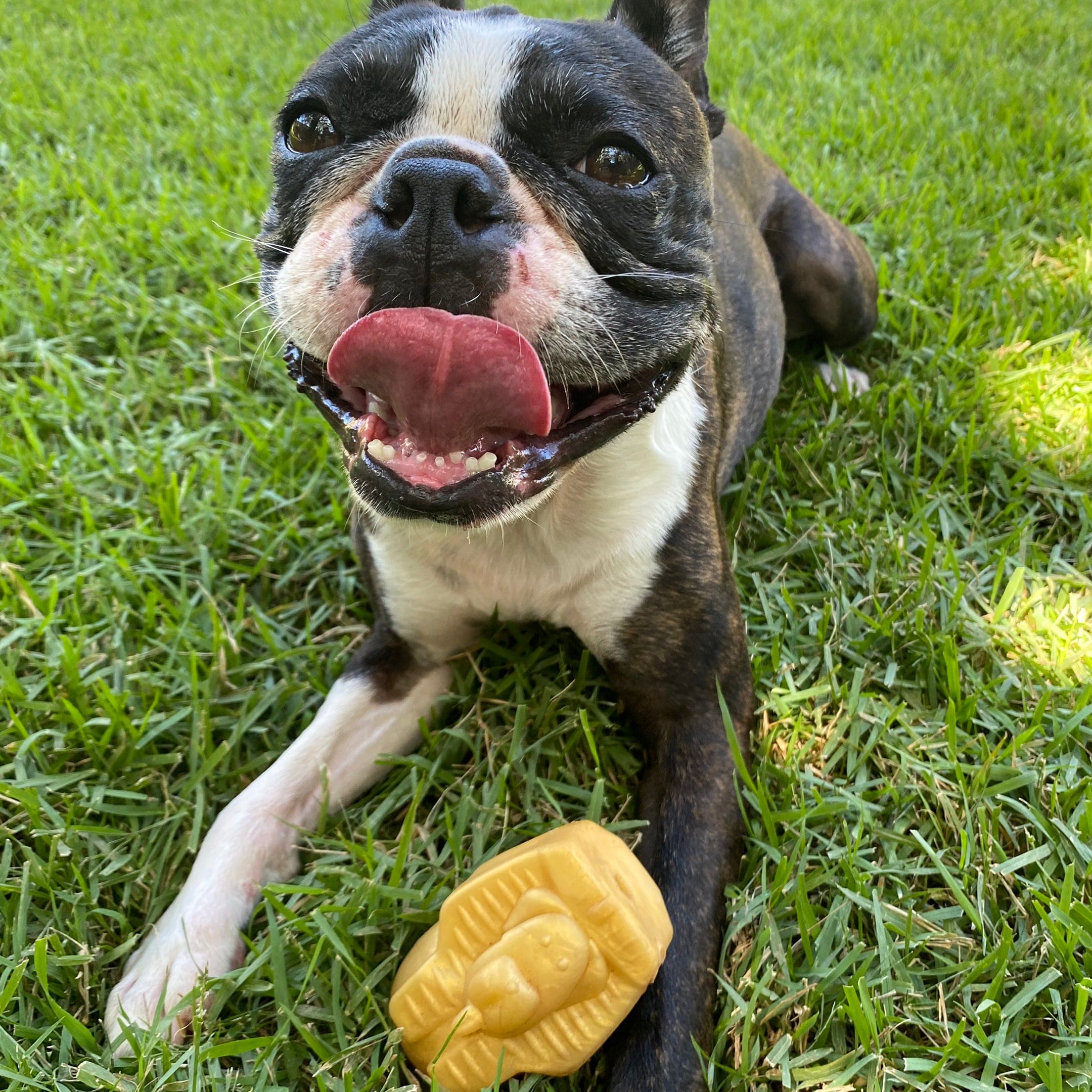 Pharoah-Dog Toy-Rover Pet Products