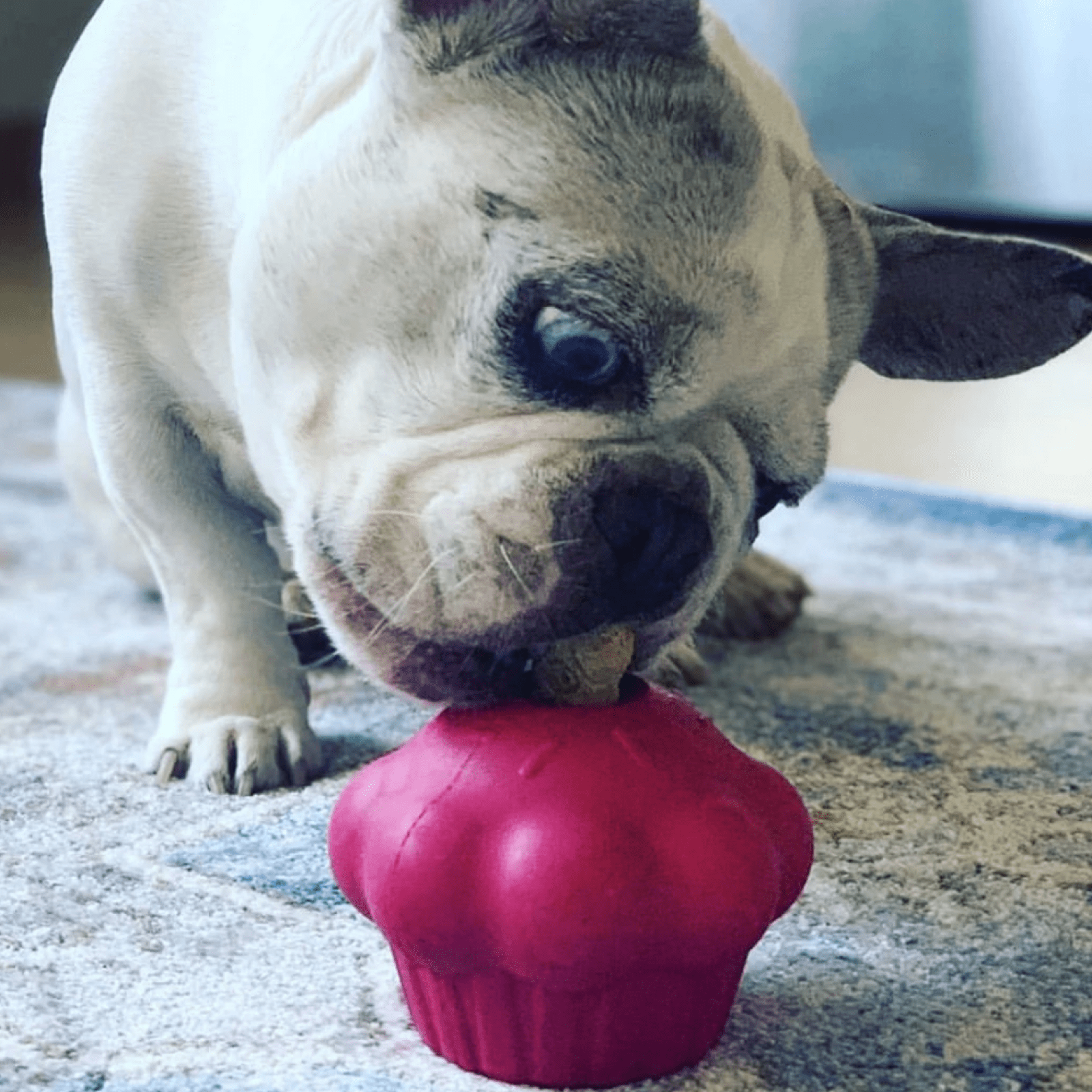 Pink Cupcake-Dog Toy-Rover Pet Products