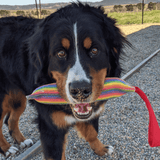 Rainbow Firehose-Unclassified-Rover Pet Products