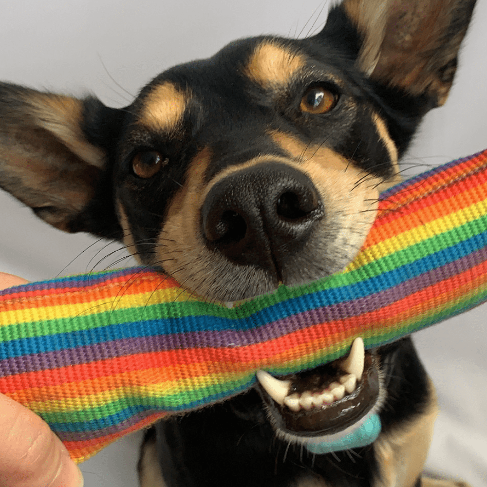 Rainbow Firehose-Unclassified-Rover Pet Products