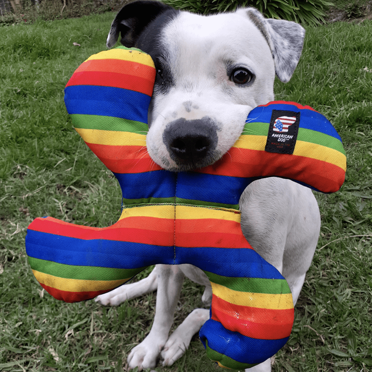 Rainbow Lucky Dog Star-Rover Pet Products