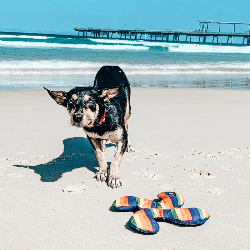 Rainbow Lucky Dog Star-Rover Pet Products