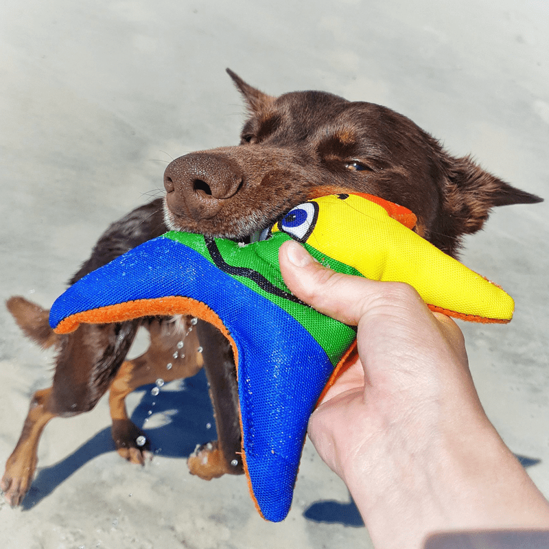 Rainbow Stanley The Starfish-Rover Pet Products