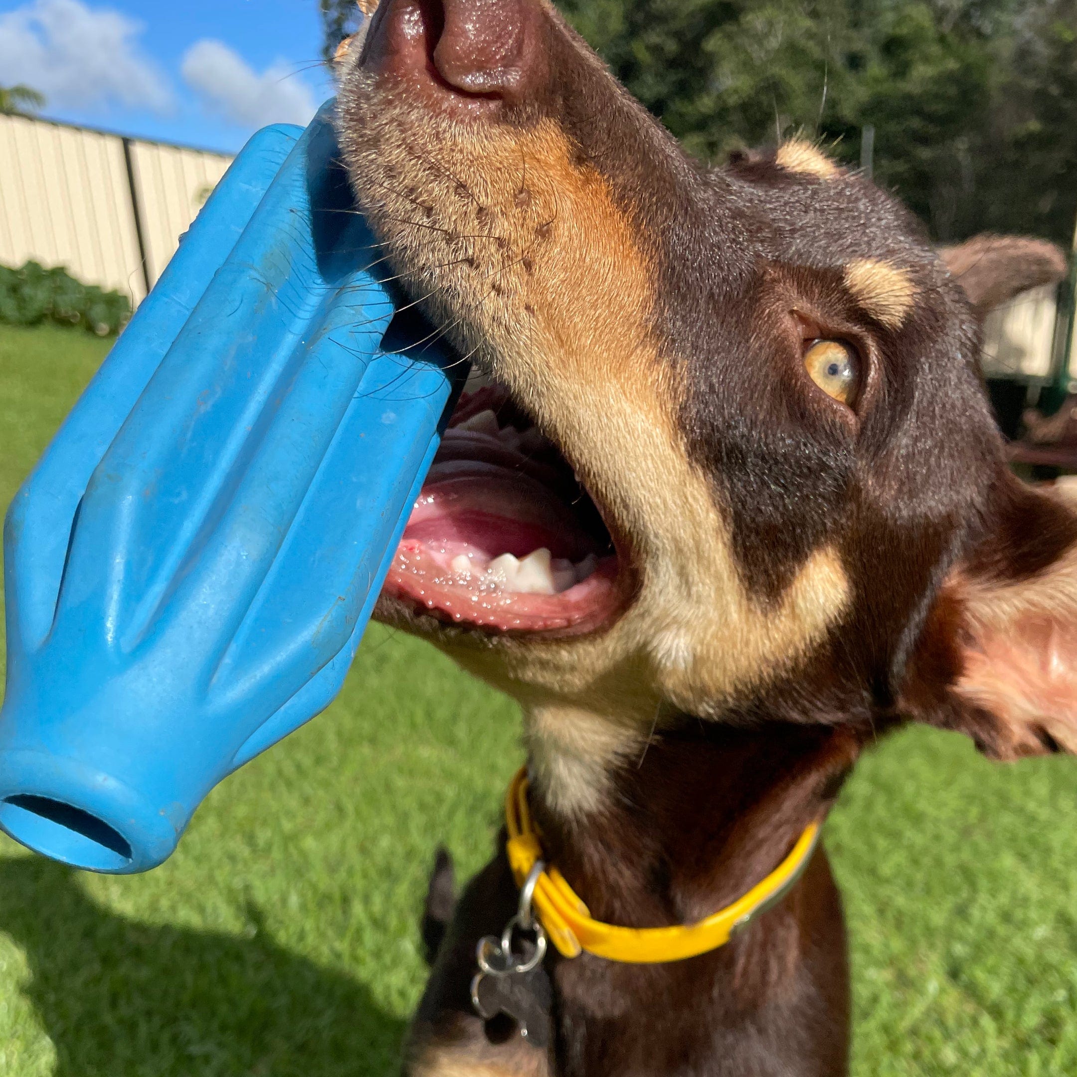 Rocket Pop Dental and Retrieving Toy-Dog Toy-Rover Pet Products