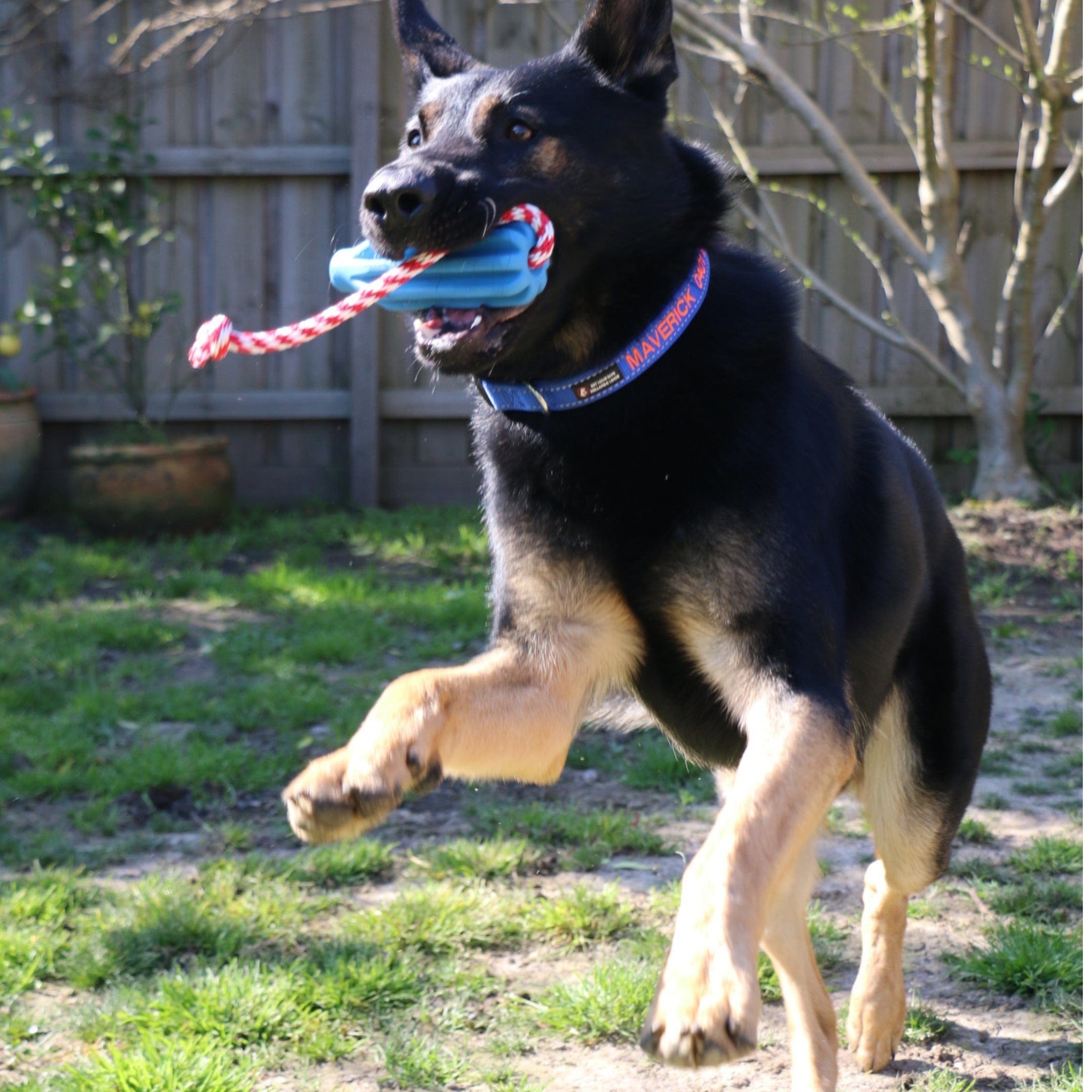 Rocket Pop Dental and Retrieving Toy-Dog Toy-Rover Pet Products