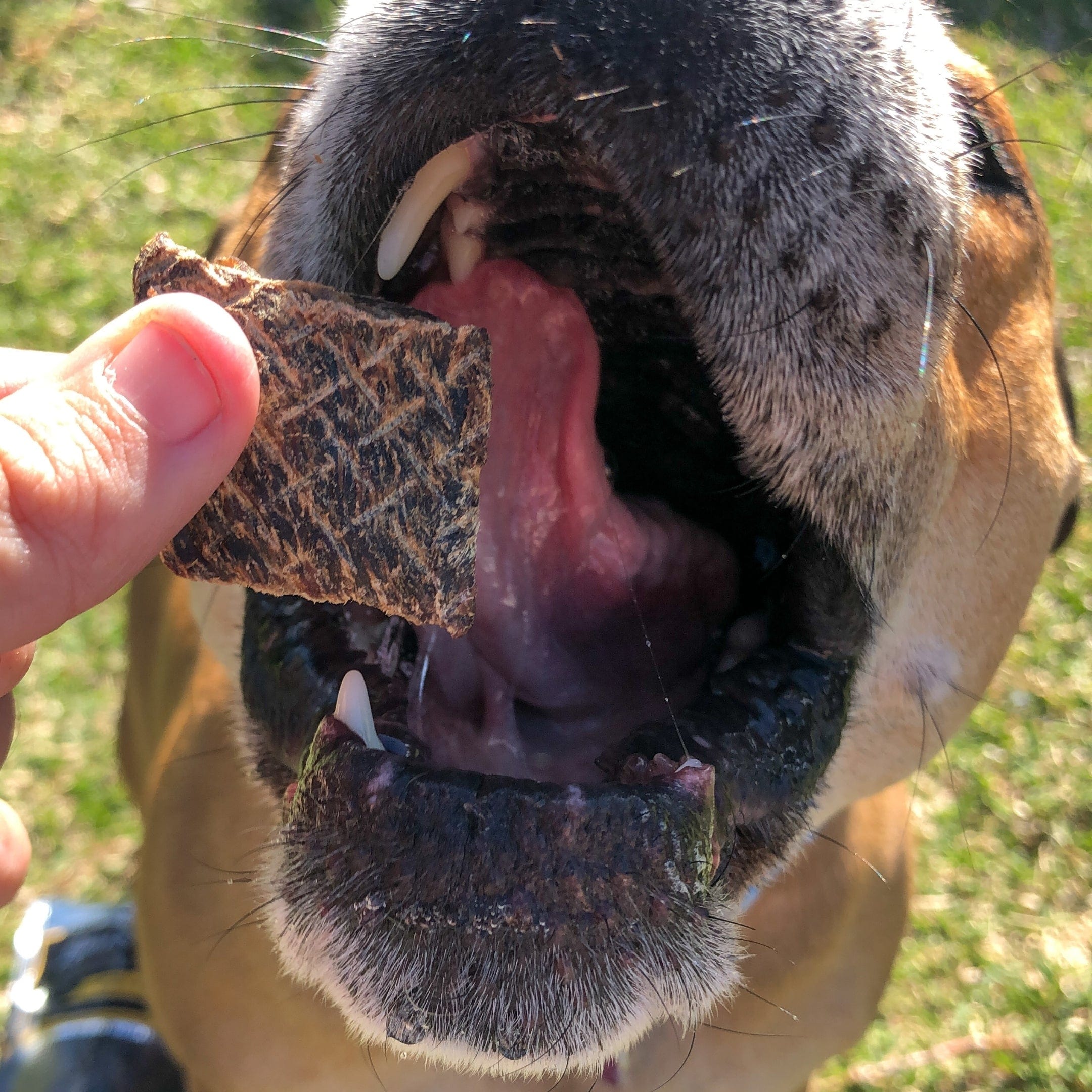 Roo-Bix Qubes - Kangaroo Jerky-Dog Treat-Rover Pet Products