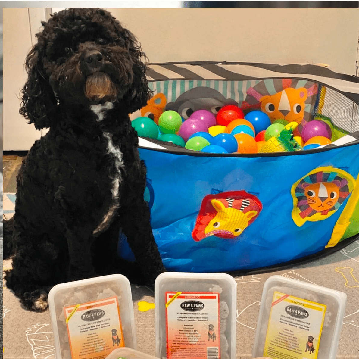 Raw Combo!-Rover Pet Products